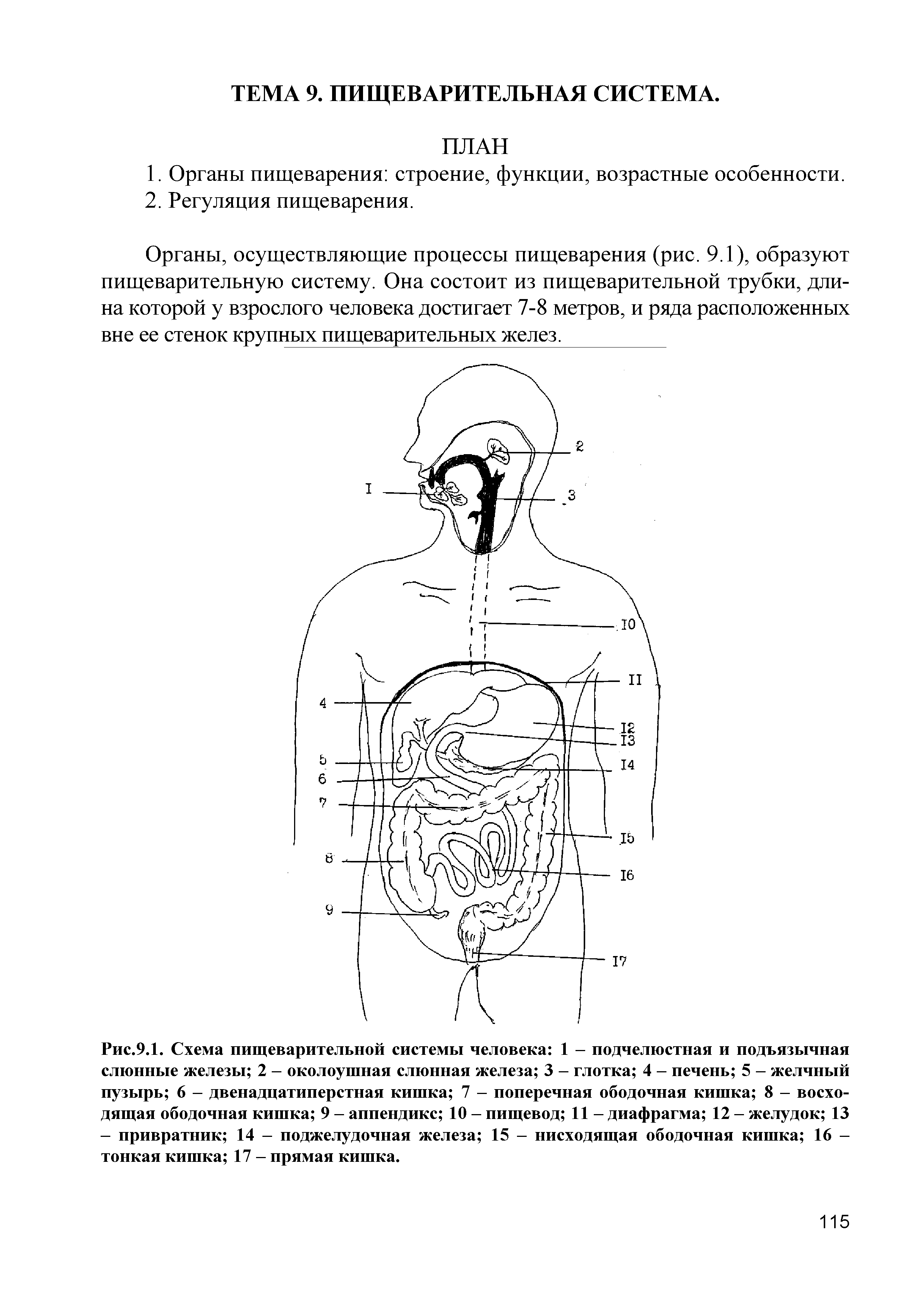 Рис.9.1. Схема пищеварительной системы человека 1 - подчелюстная и подъязычная слюнные железы 2 - околоушная слюнная железа 3 - глотка 4 - печень 5 - желчный пузырь 6 - двенадцатиперстная кишка 7 - поперечная ободочная кишка 8 - восходящая ободочная кишка 9 - аппендикс 10 - пищевод 11 - диафрагма 12 - желудок 13 - привратник 14 - поджелудочная железа 15 - нисходящая ободочная кишка 16 -тонкая кишка 17 - прямая кишка.