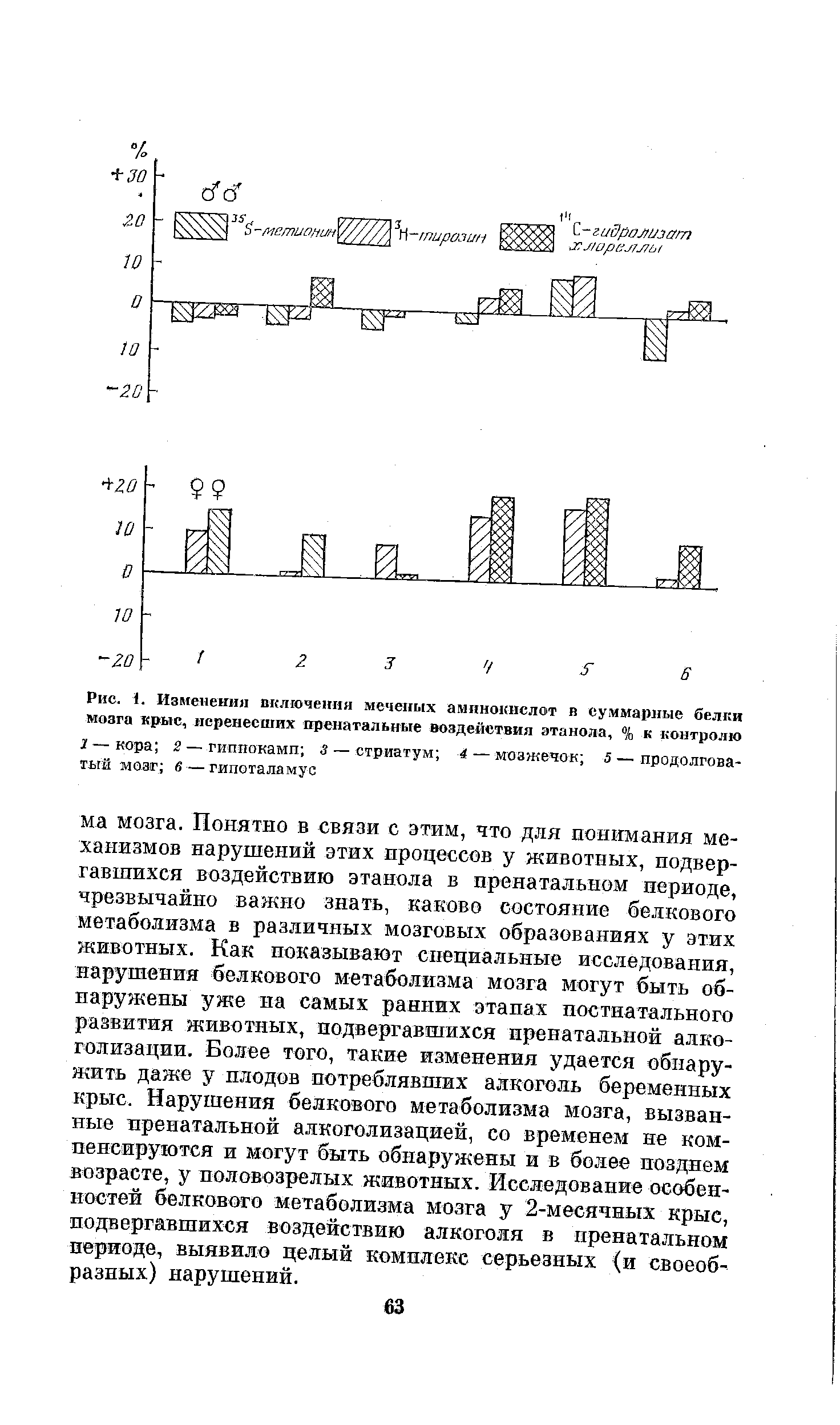 Рис. 1. Изменения включения меченых аминокислот в суммарные белки мозга крыс, перенесших пренатальные воздействия этанола, % к контролю...