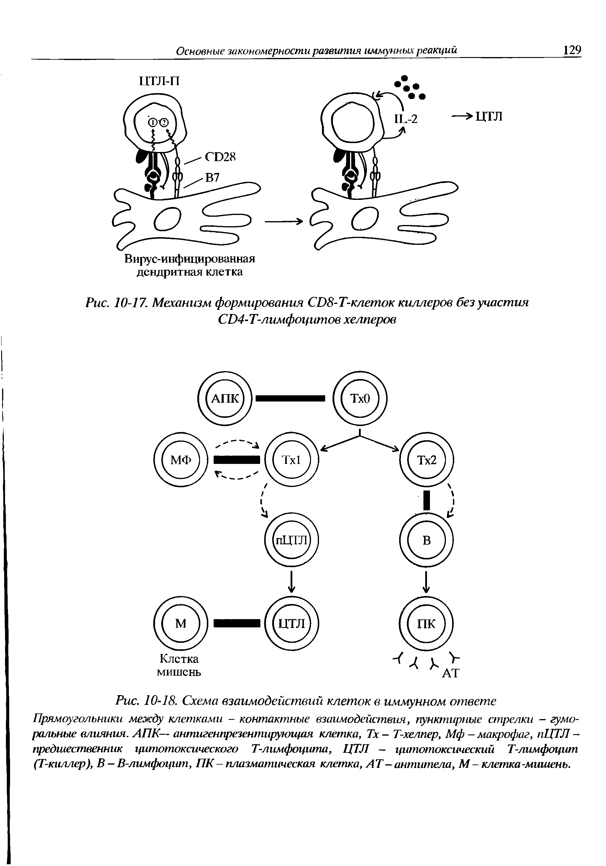 Рис. 10-18. Схема взаимодействий клеток в иммунном ответе Прямоугольники между клетками - контактные взаимодействия, пунктирные стрелки — гуморальные влияния. АПК— антигенпрезентирующая клетка, Тх — Т-хелпер, Мф — макрофаг, пЦТЛ -предшественник цитотоксического Т-лимфоцита, ЦТЛ — цитотоксический Т-лимфоцит (Т-киллер), В — В-лимфоцит, ПК - плазматическая клетка, АТ - антитела, М - клетка-мишень.