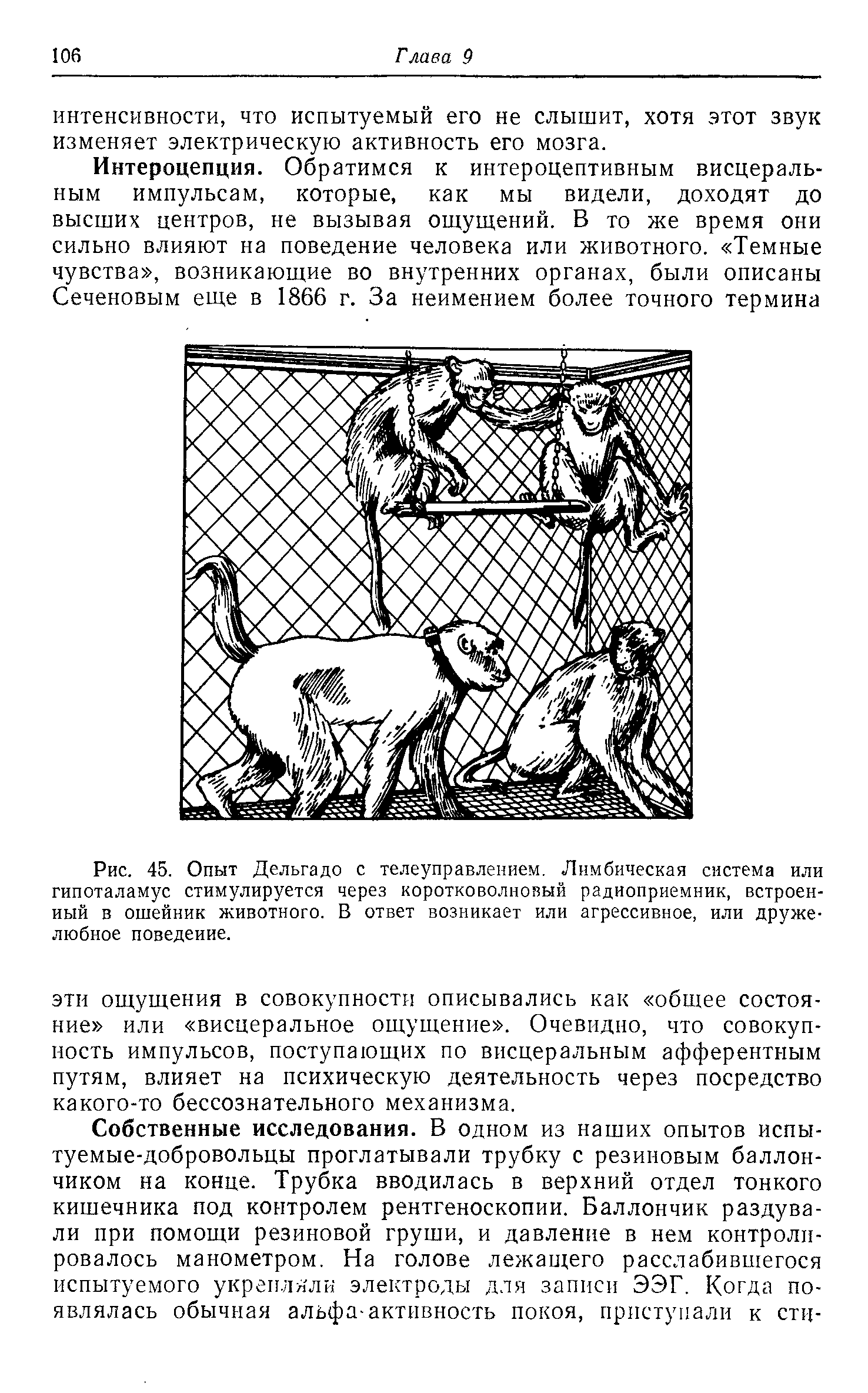 Рис. 45. Опыт Дельгадо с телеуправлением. Лимбическая система или гипоталамус стимулируется через коротковолновый радиоприемник, встроенный в ошейник животного. В ответ возникает или агрессивное, или дружелюбное поведение.