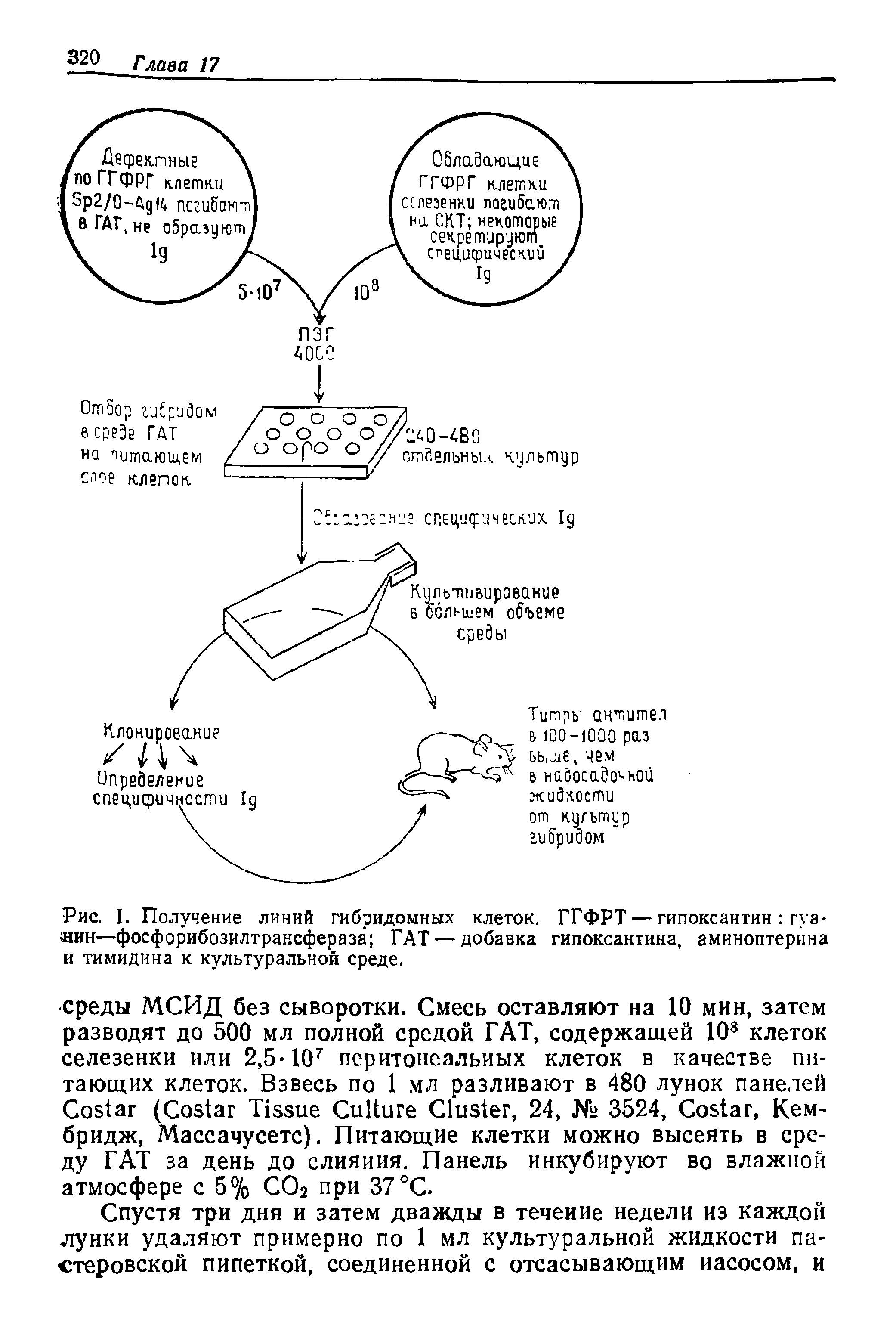 Рис. I. Получение линий гибридомных клеток. ГГФРТ — гипоксантин гуа-мин—фосфорибозилтрансфераза ГАТ — добавка гипоксантина, аминоптерина и тимидина к культуральной среде.