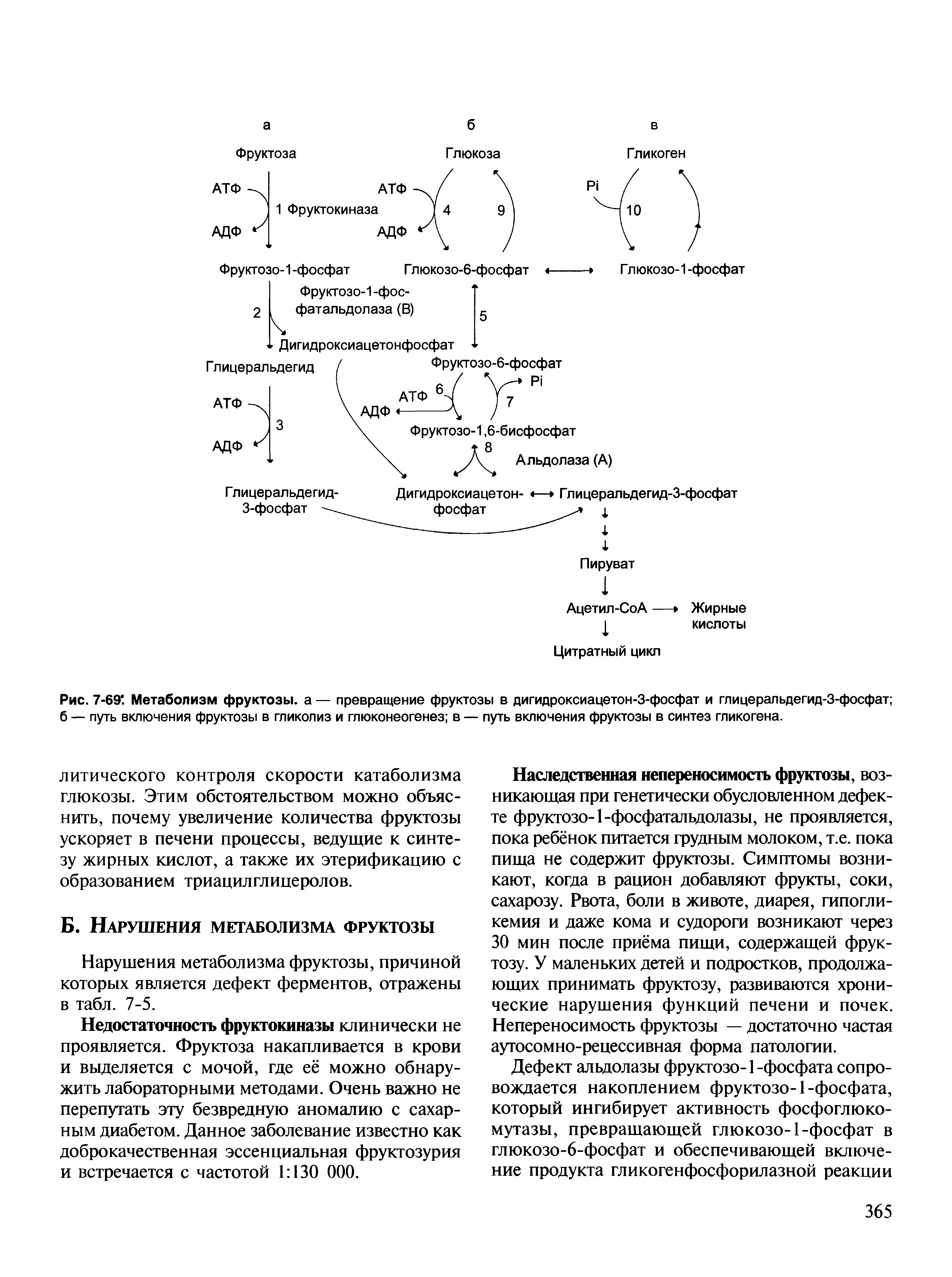 Рис. 7-69. Метаболизм фруктозы, а — превращение фруктозы в дигидроксиацетон-3-фосфат и глицеральдегид-3-фосфат б — путь включения фруктозы в гликолиз и глюконеогенез в — путь включения фруктозы в синтез гликогена.