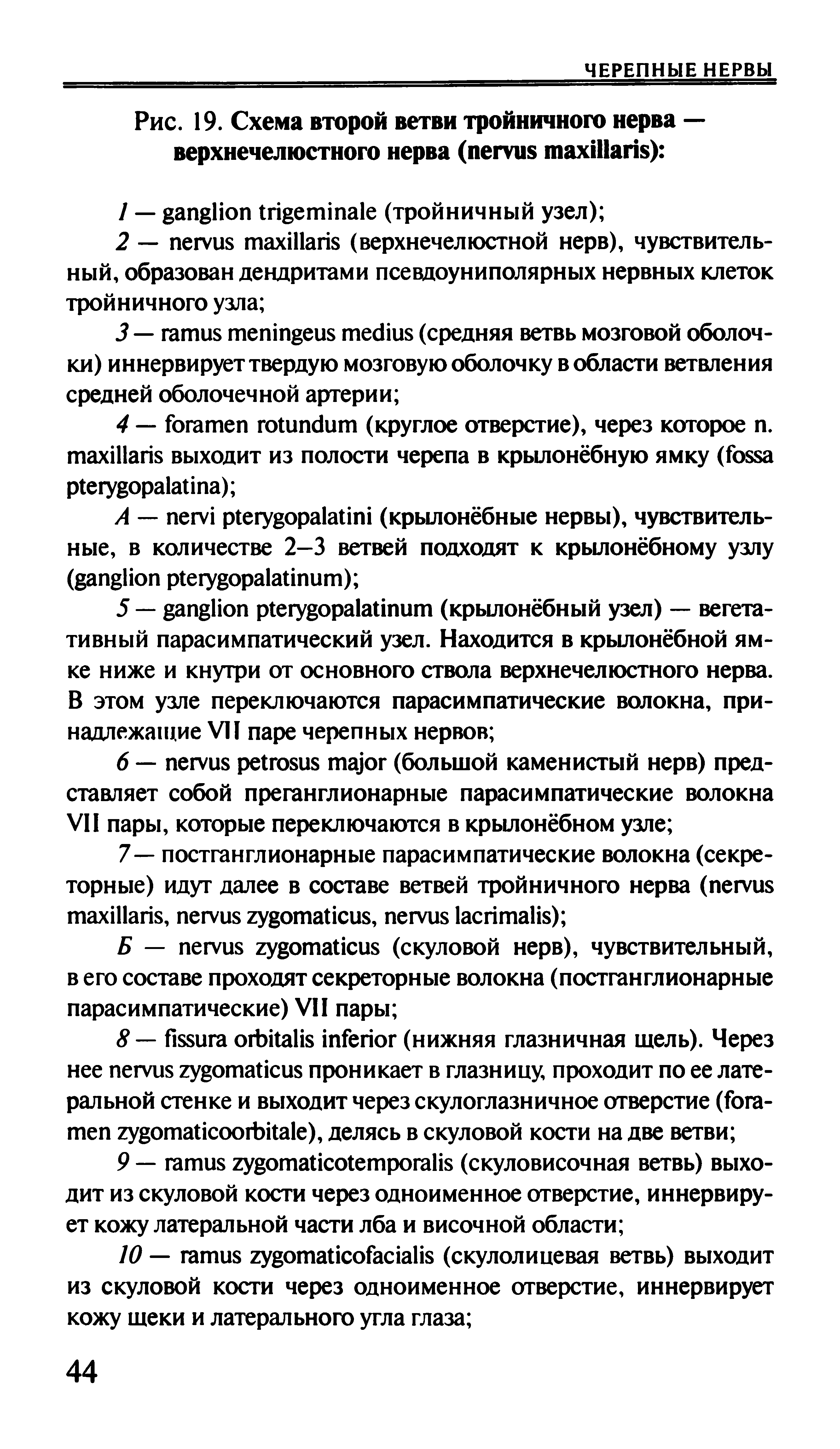 Рис. 19. Схема второй ветви тройничного нерва — верхнечелюстного нерва ( ) ...