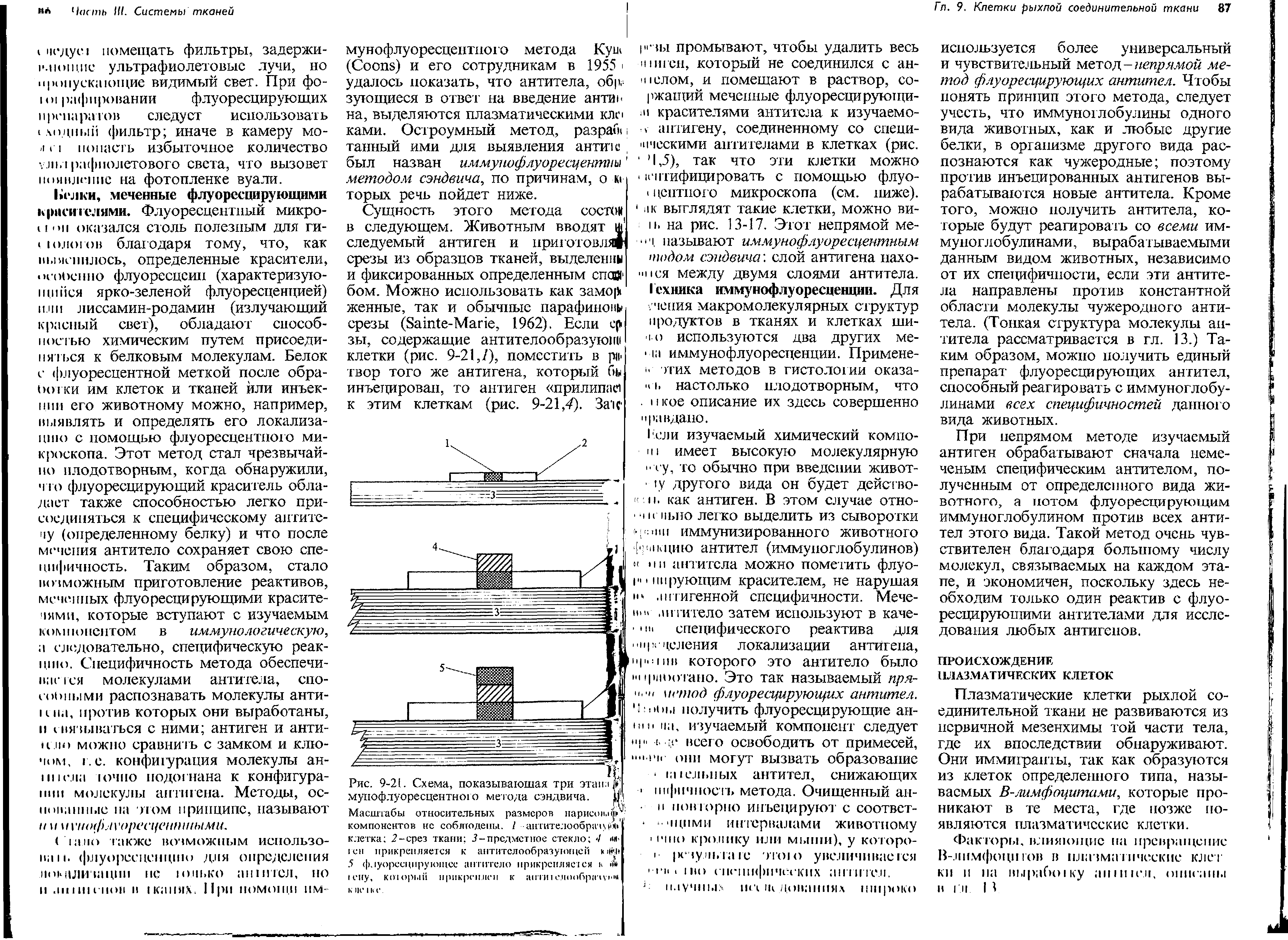 Рис. 9-21. Схема, показывающая три этаюк мупофлуоресцентно о метода сэндвича. и...