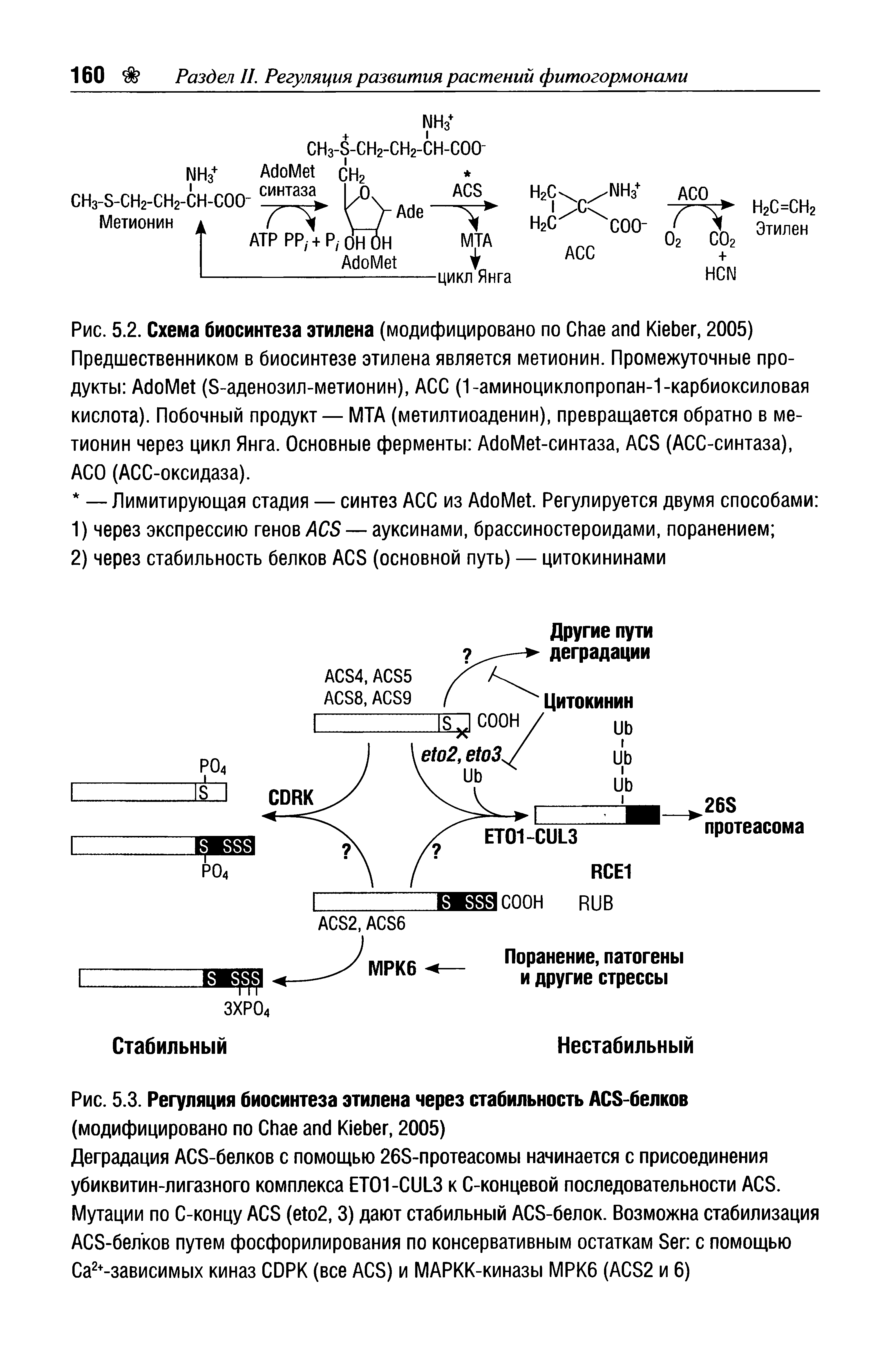 Рис. 5.3. Регуляция биосинтеза этилена через стабильность ACS-белков (модифицировано по C K , 2005)...
