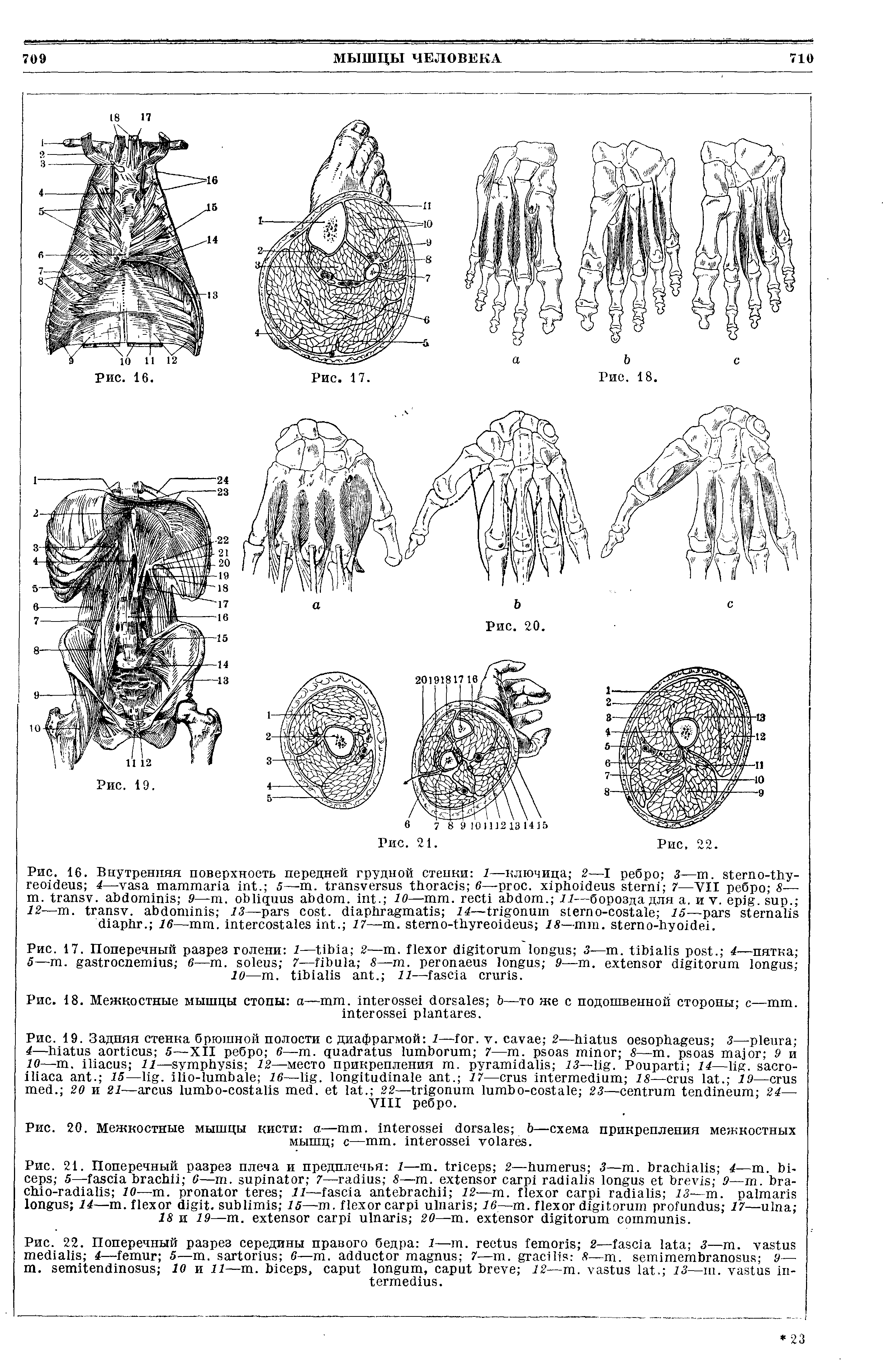 Рис. 20. Межкостные мышцы кисти а— . —схема прикрепления межкостных мышц с— . .