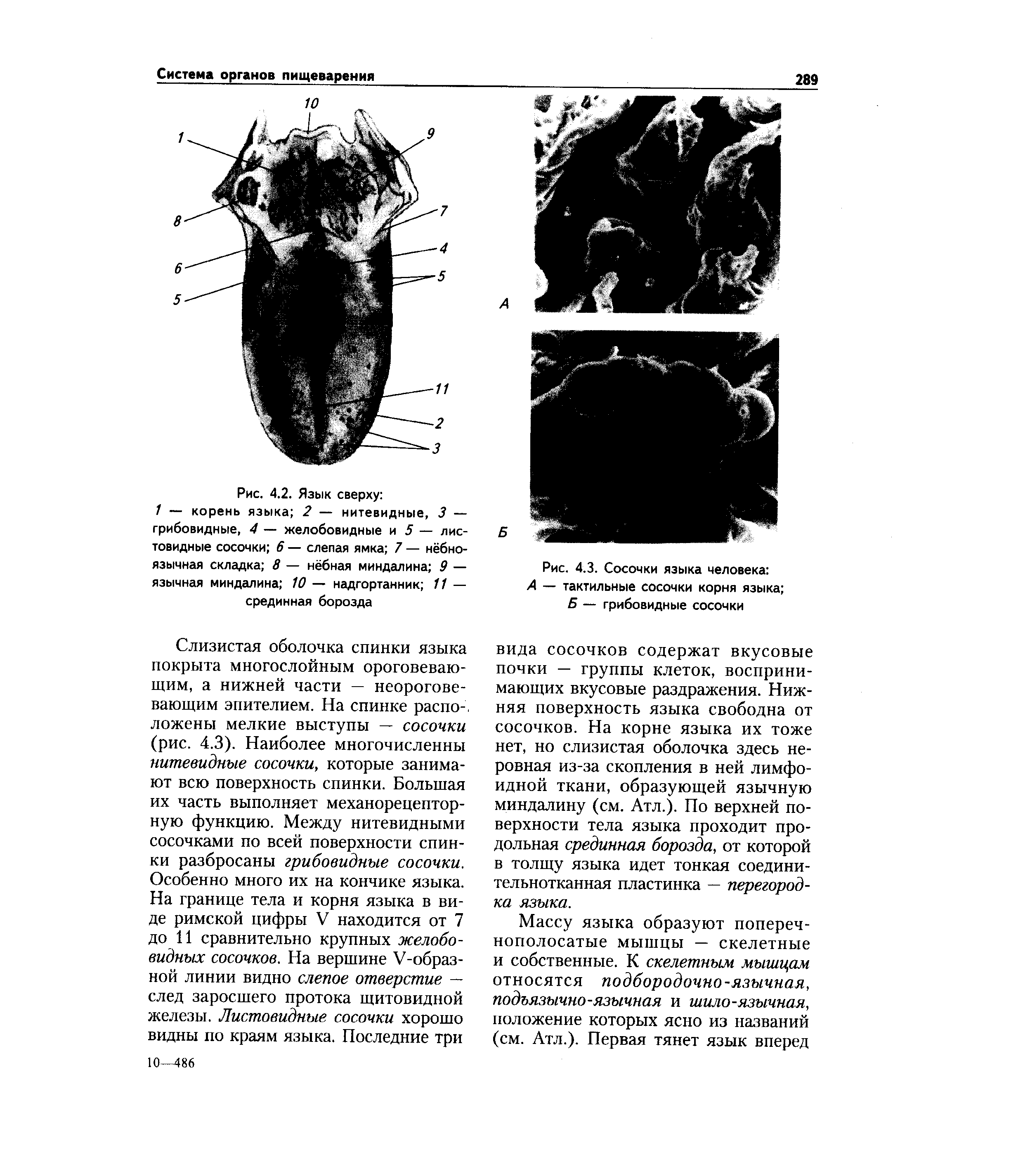 Рис. 4.3. Сосочки языка человека А — тактильные сосочки корня языка ...