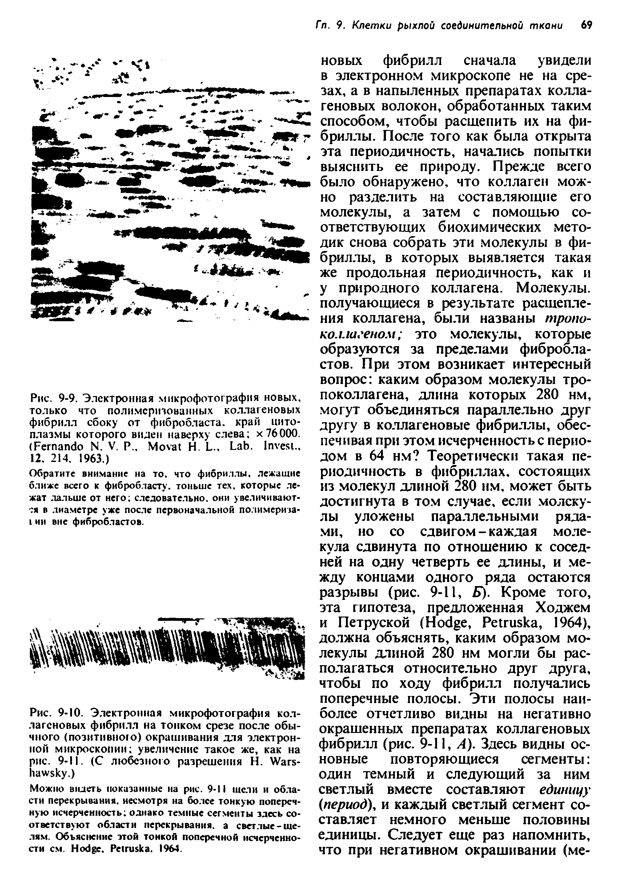 Рис. 9-10. Электронная микрофотография коллагеновых фибрилл на тонком срезе после обычного (позитивного) окрашивания для электронной микроскопии увеличение такое же, как на рис. 9-11. (С любезного разрешения Н. W - .)...