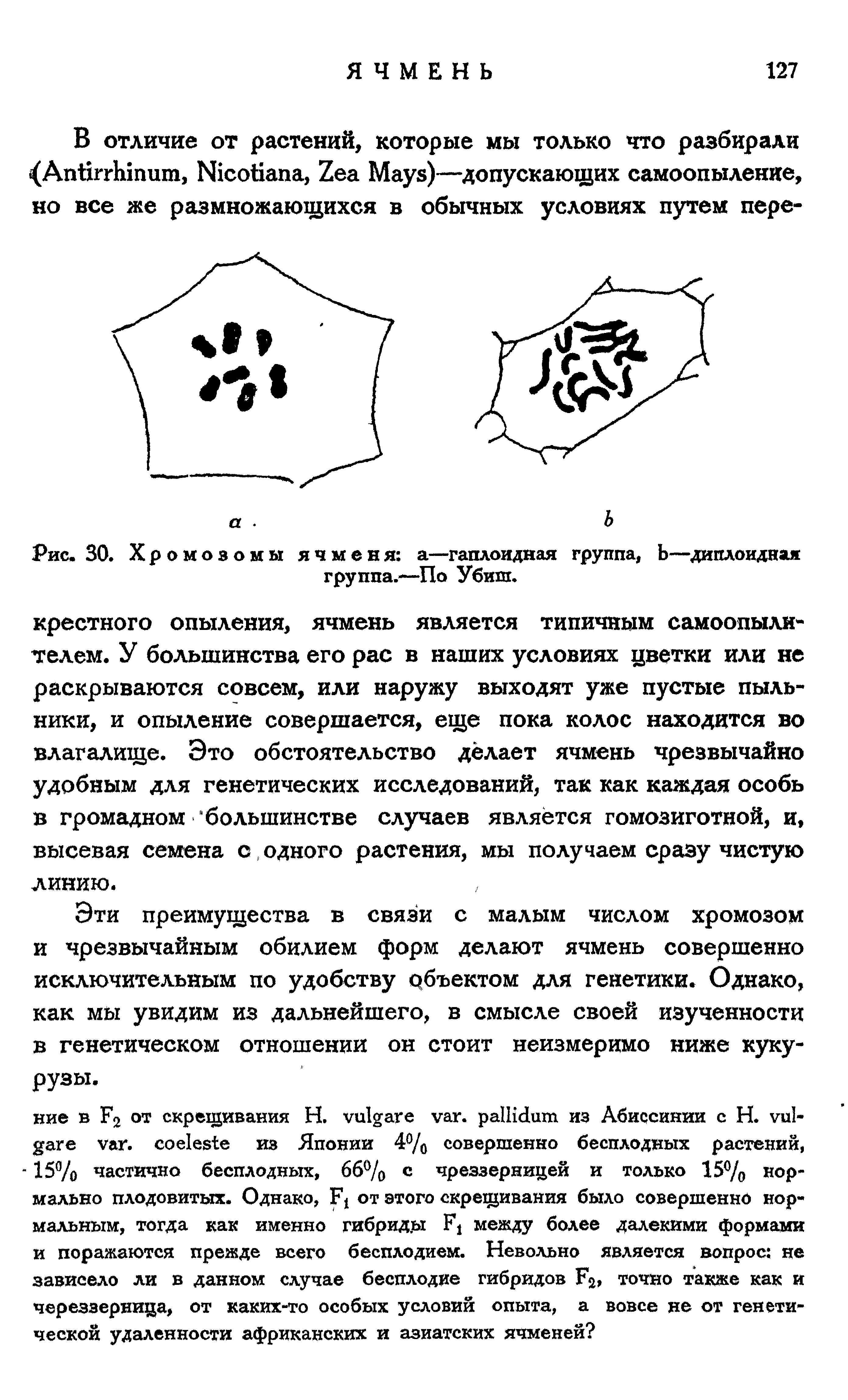 Рис. 30. Хромозомы ячменя а—гаплоидная группа, Ь—диплоидная группа.—По Убиш.