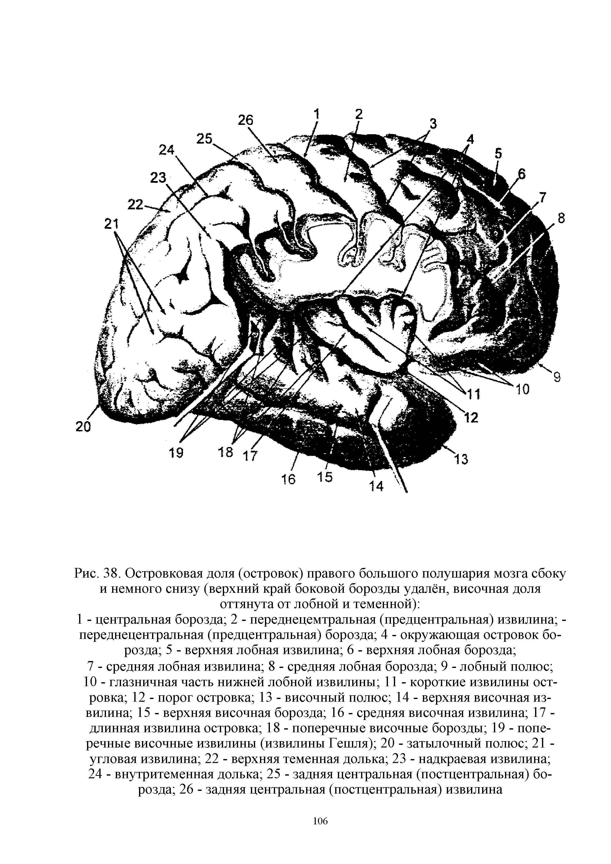 Рис. 38. Островковая доля (островок) правого большого полушария мозга сбоку и немного снизу (верхний край боковой борозды удалён, височная доля оттянута от лобной и теменной) ...