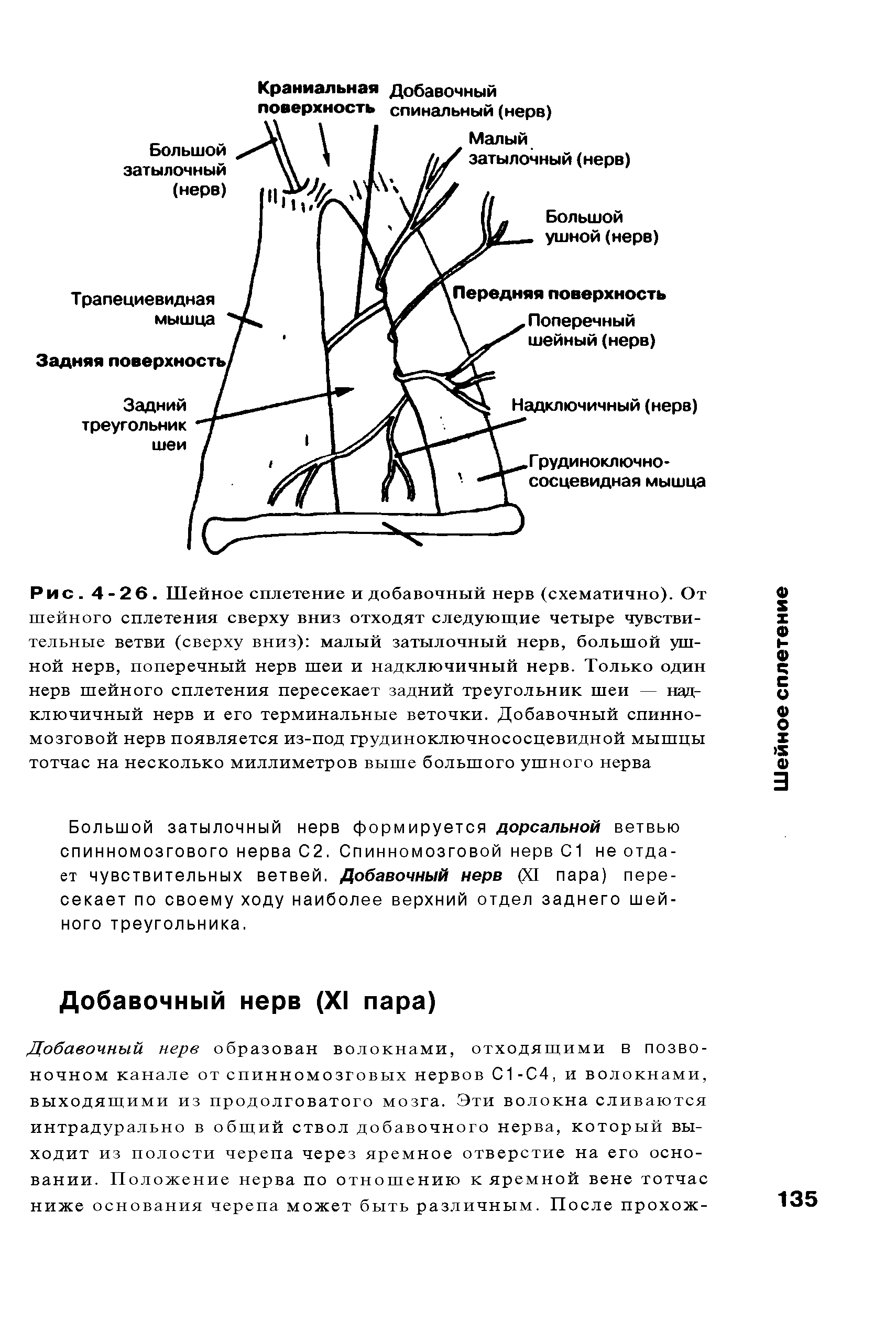 Рис. 4-26. Шейное сплетение и добавочный нерв (схематично). От шейного сплетения сверху вниз отходят следующие четыре чувствительные ветви (сверху вниз) малый затылочный нерв, большой ушной нерв, поперечный нерв шеи и надключичный нерв. Только один нерв шейного сплетения пересекает задний треугольник шеи — надключичный нерв и его терминальные веточки. Добавочный спинномозговой нерв появляется из-под грудиноключнососцевидной мышцы тотчас на несколько миллиметров выше большого ушного нерва...