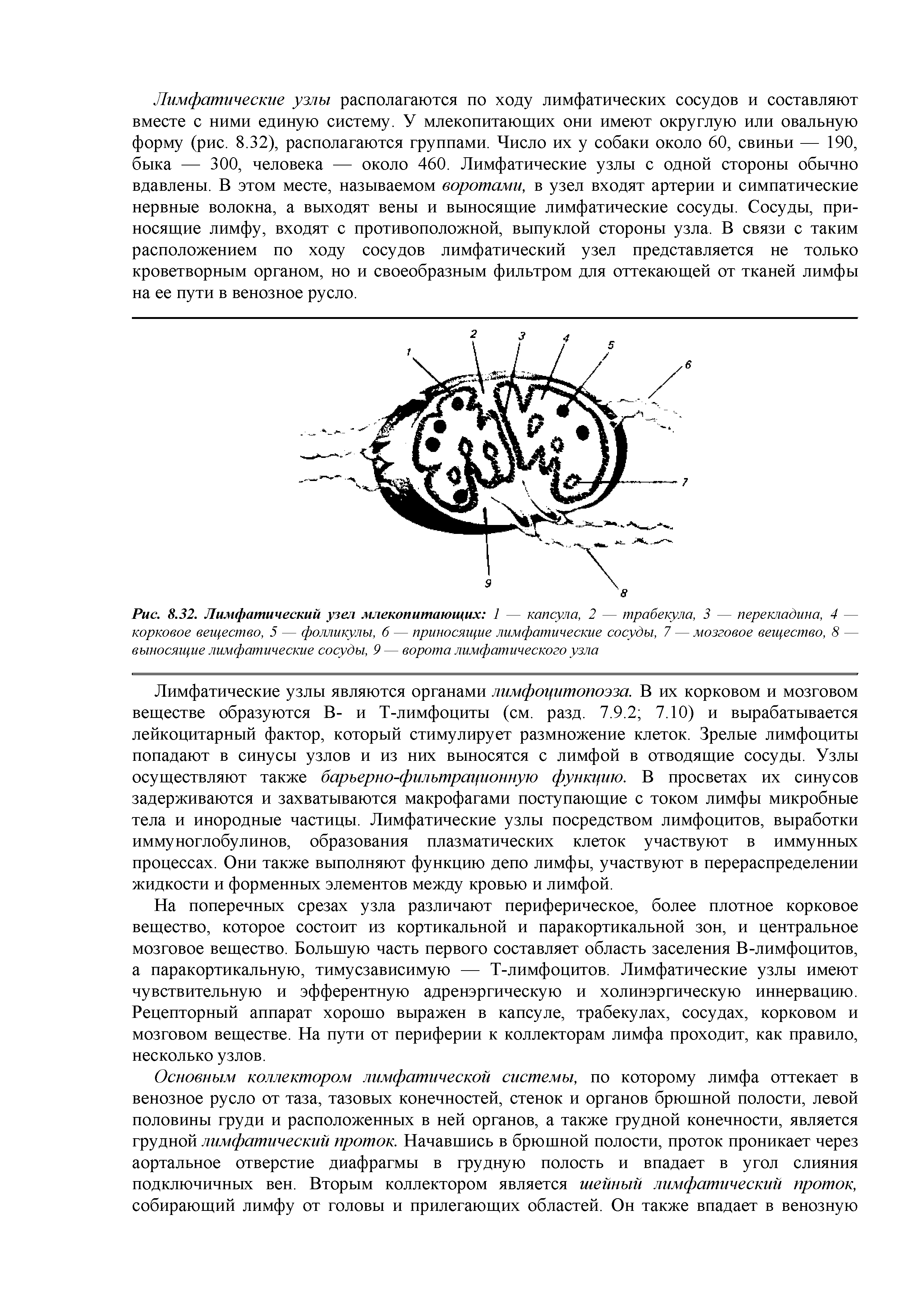Рис. 8.32. Лимфатический узел млекопитающих 1 — капсула, 2 — трабекула, 3 — перекладина, 4 — корковое вещество, 5 — фолликулы, б — приносящие лимфатические сосуды, 7 — мозговое вещество, 8 — выносящие лимфатические сосуды, 9 — ворота лимфатического узла...