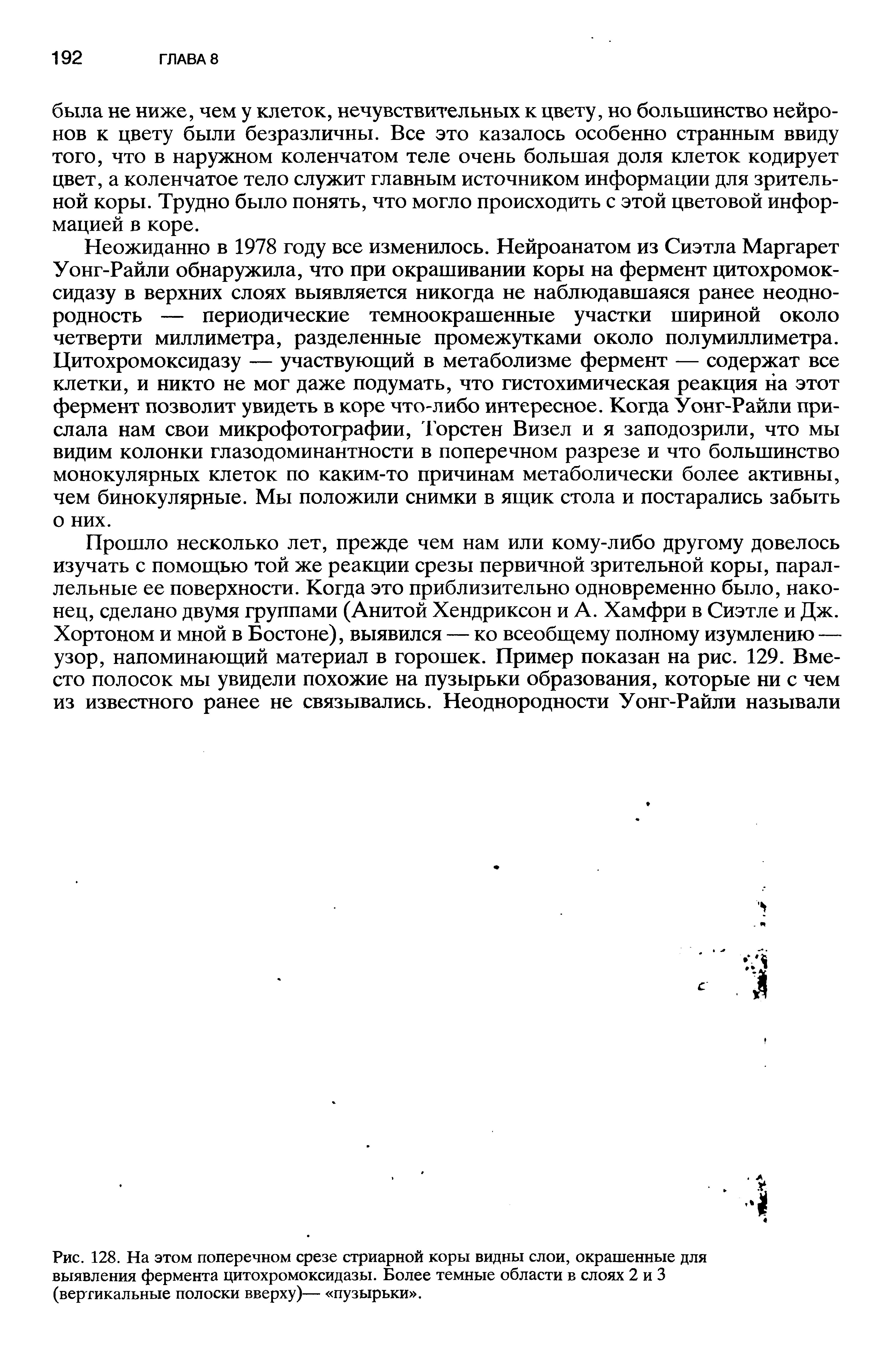 Рис. 128. На этом поперечном срезе стриарной коры видны слои, окрашенные для выявления фермента цитохромоксидазы. Более темные области в слоях 2 и 3 (вертикальные полоски вверху)— пузырьки .