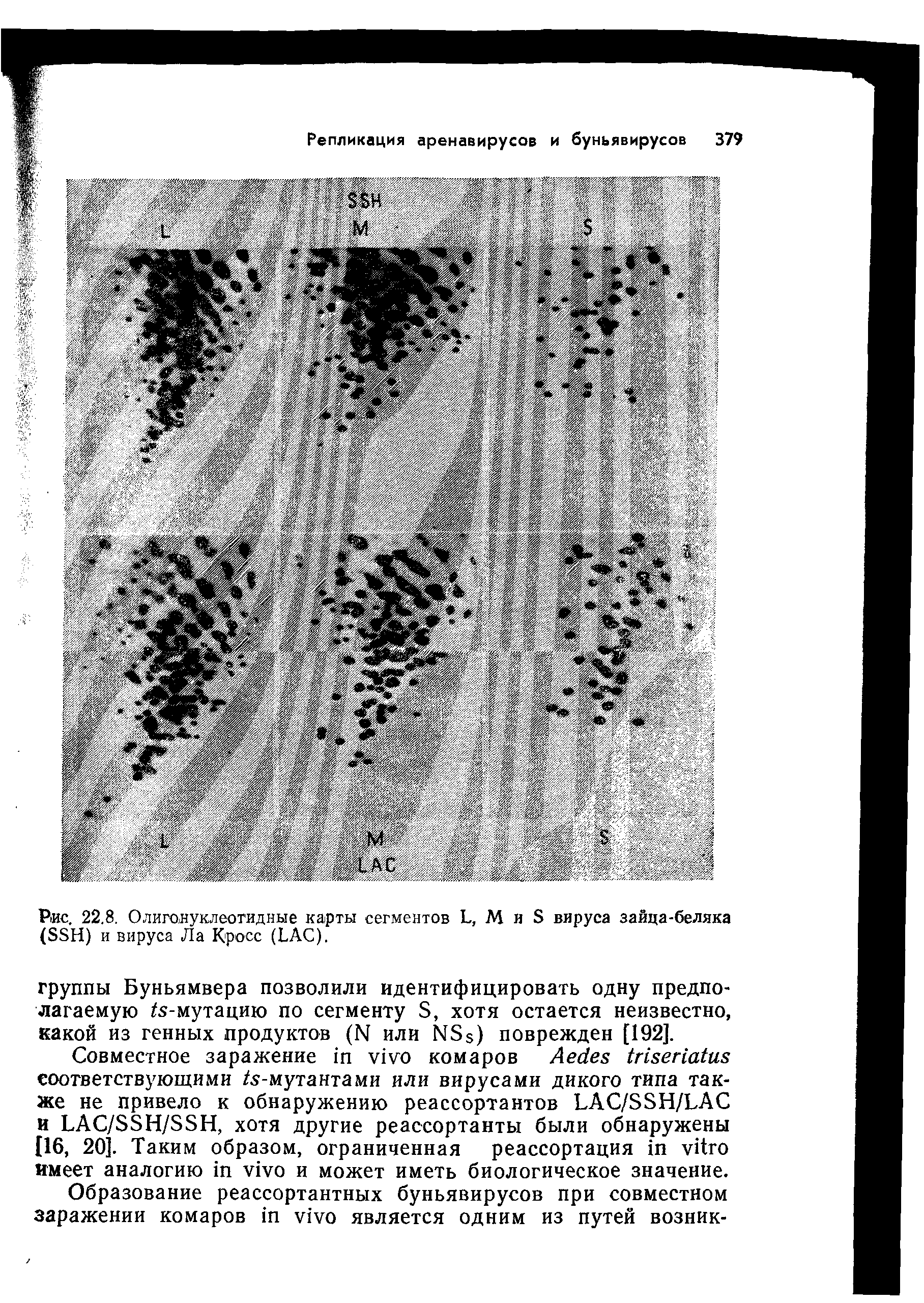 Рис. 22,8. Олиговуклеотидные карты сегментов L, М и S вируса зайца-беляка (SSH) и вируса Ла Кросс (LAC).