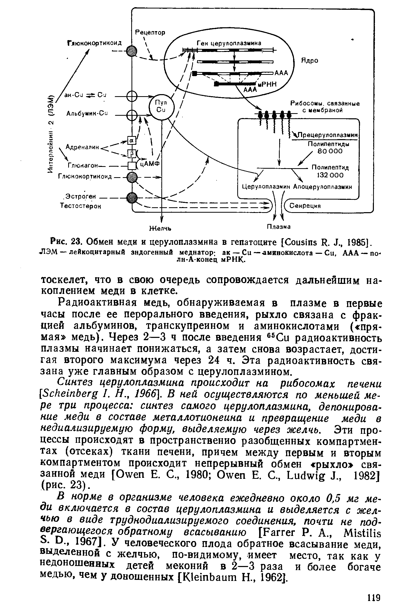 Рис. 23. Обмен меди и церулоплазмина в гепатоците [C R. J., 1985]. ЛЭМ — лейкоцитарный эндогенный медиатор ак — Си — -аминокислота — Си, ААА — по-лн-А-конец мРНК.