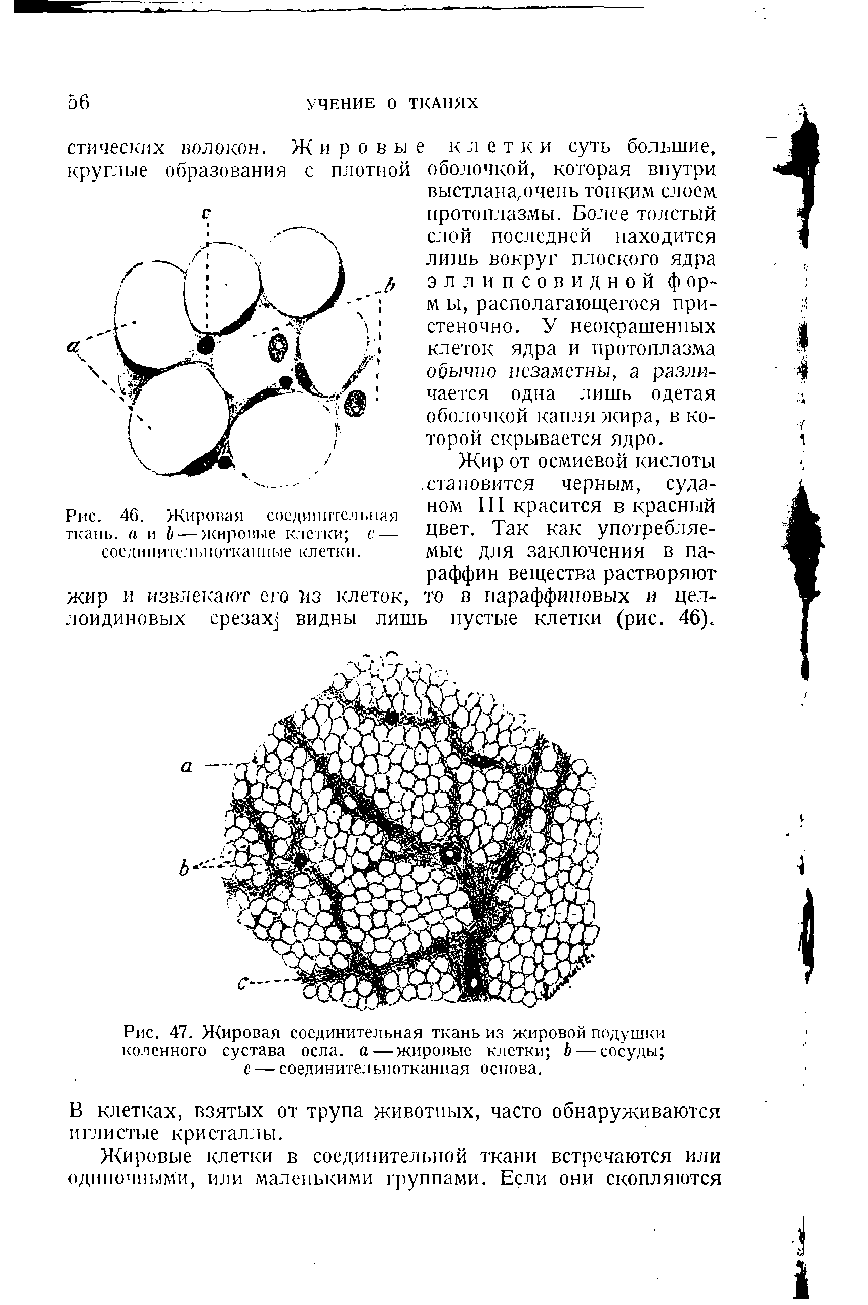 Рис. 47. Жировая соединительная ткань из жировой подушки коленного сустава осла, а — жировые клетки Ь — сосуды с — соединительнотканная основа.