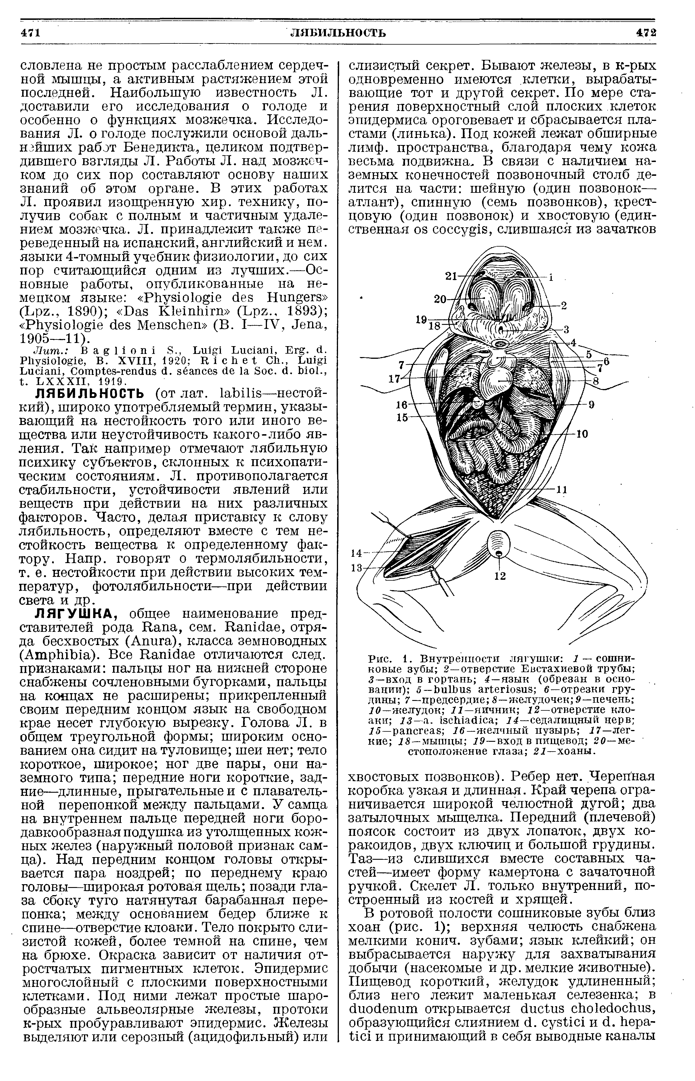 Рис. 1. Внутренности лягушки 1 — сошниковые зубы 2—отверстие Евстахиевой трубы 5—вход в гортань 4 — язык (обрезан в основании) 5 — б—отрезки грудины 7 — предсердие 5—желудочек —печень 10 —яшлудок 11— яичник 22—отверстие клоаки 13 — . 14—седалищный нерв 25— 16—желчный пузырь 27—легкие 18 — мышцы 19—вход в пищевод 20—местоположение глаза 22—хоаны.