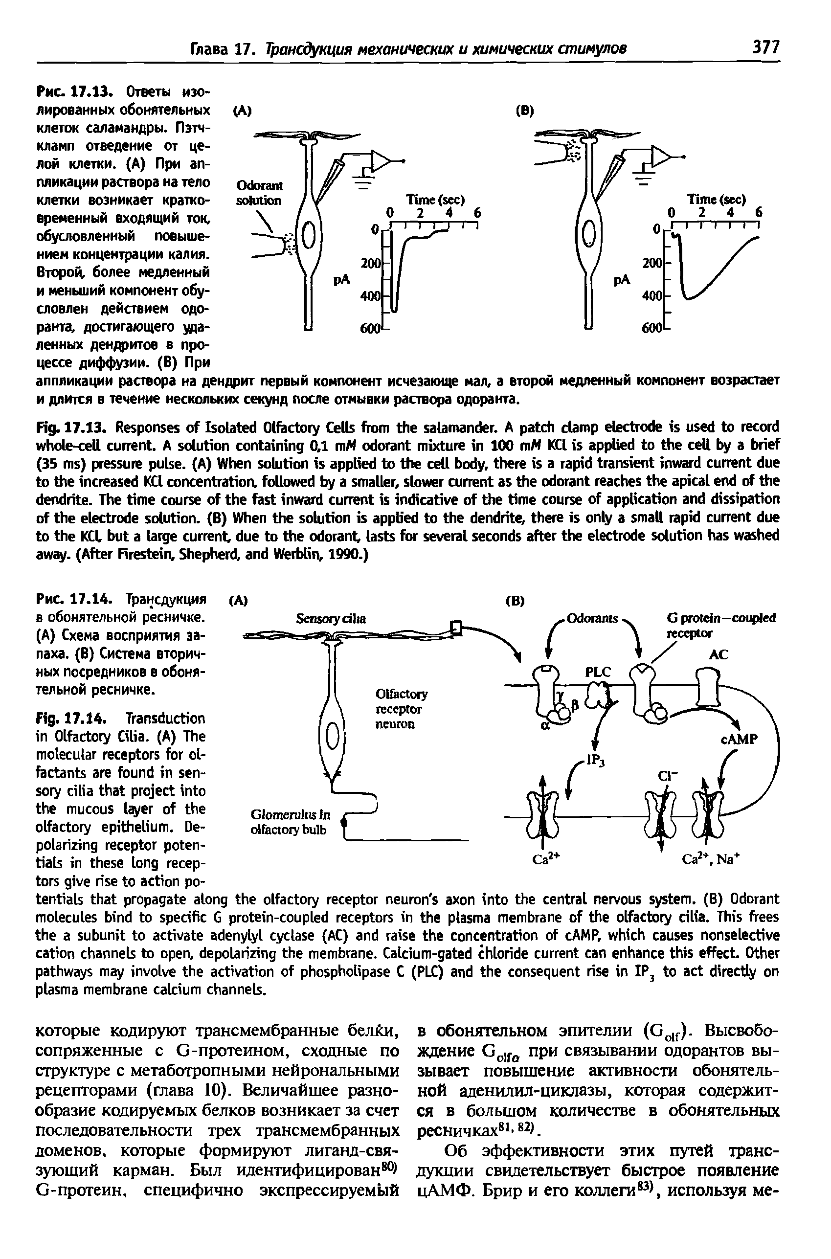Рис. 17.14. Трансдукция в обонятельной ресничке. (А) Схема восприятия запаха. (В) Система вторичных посредников в обонятельной ресничке.
