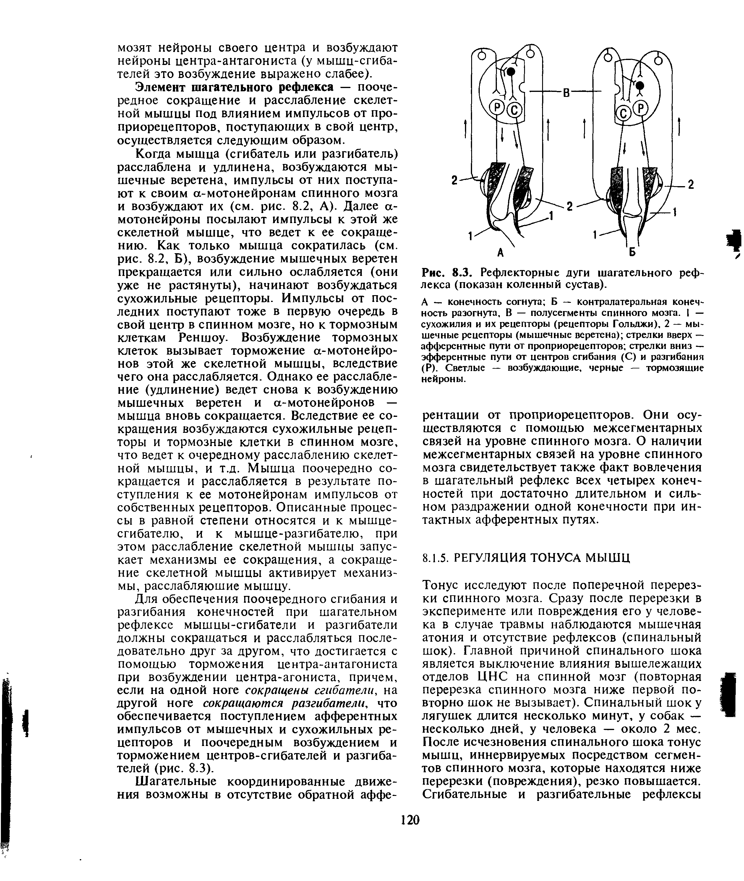 Рис. 8.3. Рефлекторные дуги шагательного рефлекса (показан коленный сустав).