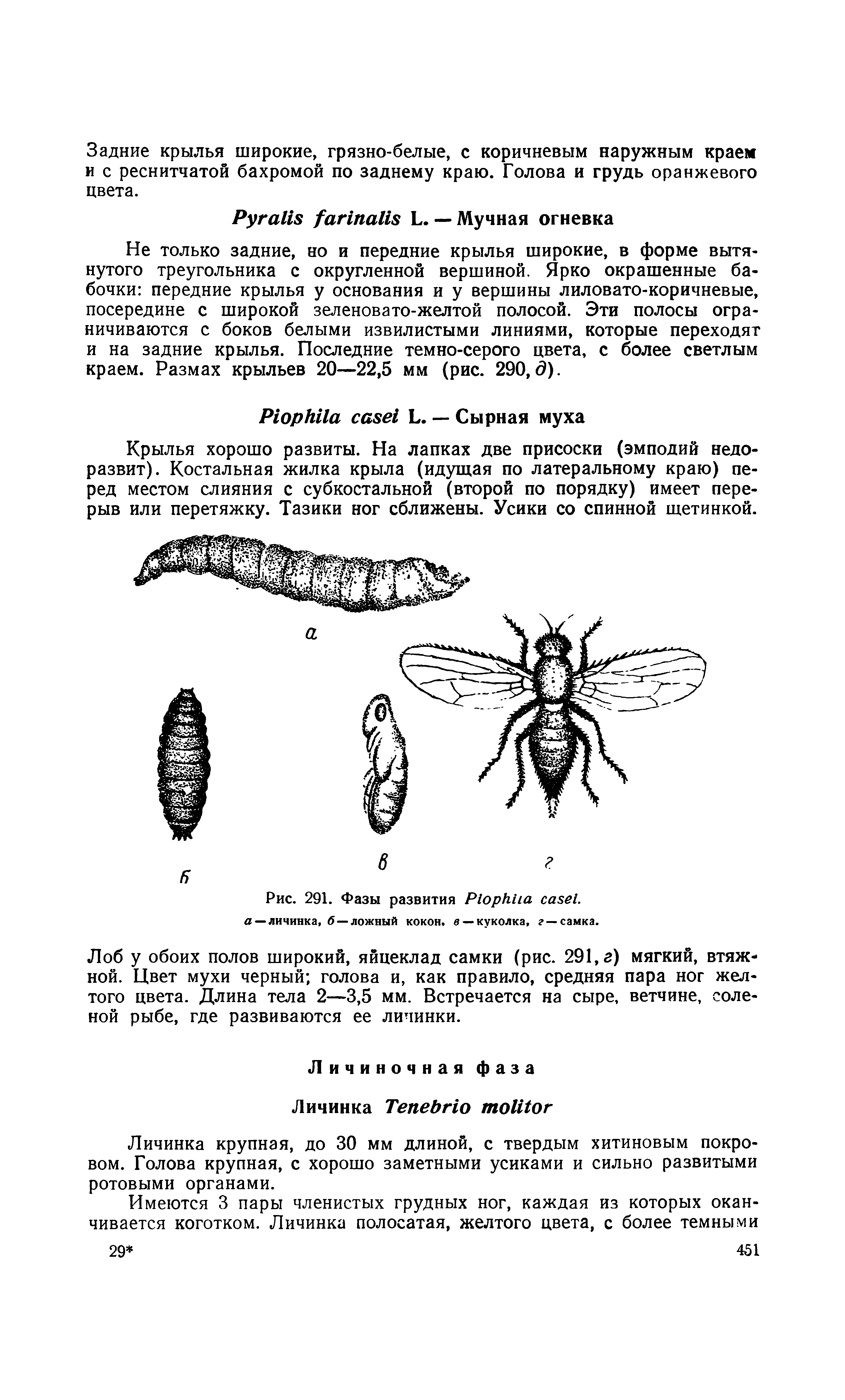 Рис. 291. Фазы развития P , а — личинка, б —ложный кокон, в —куколка, г —самка.