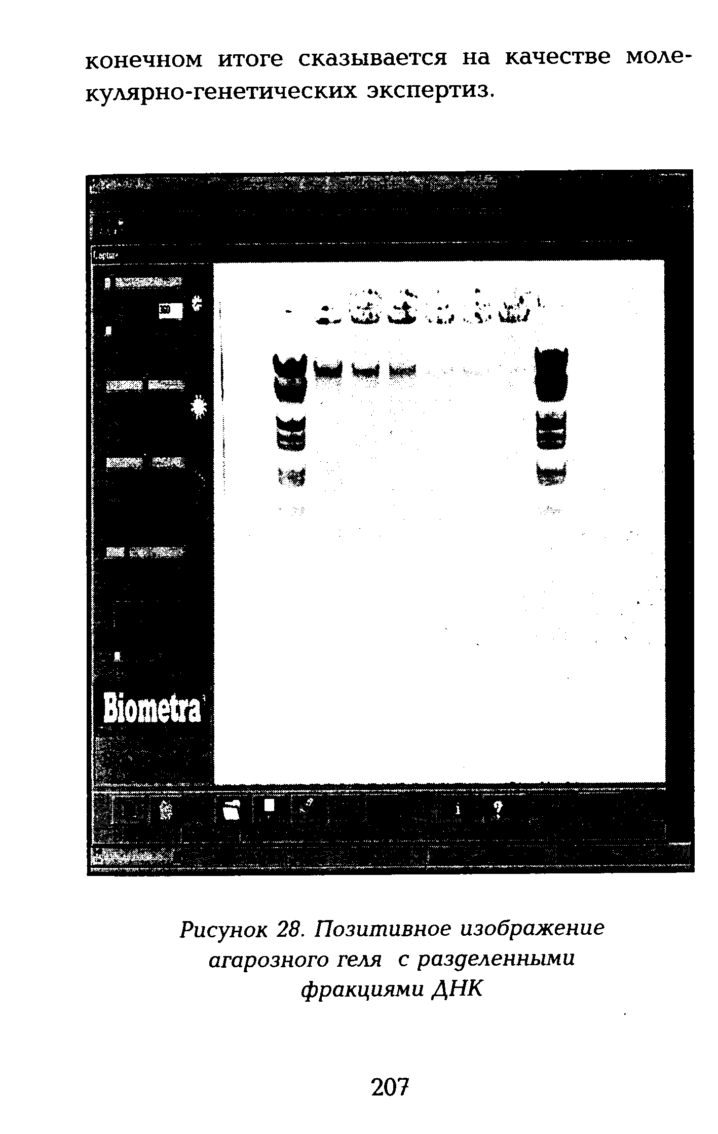 Рисунок 28. Позитивное изображение агарозного геля с разделенными фракциями ДНК...