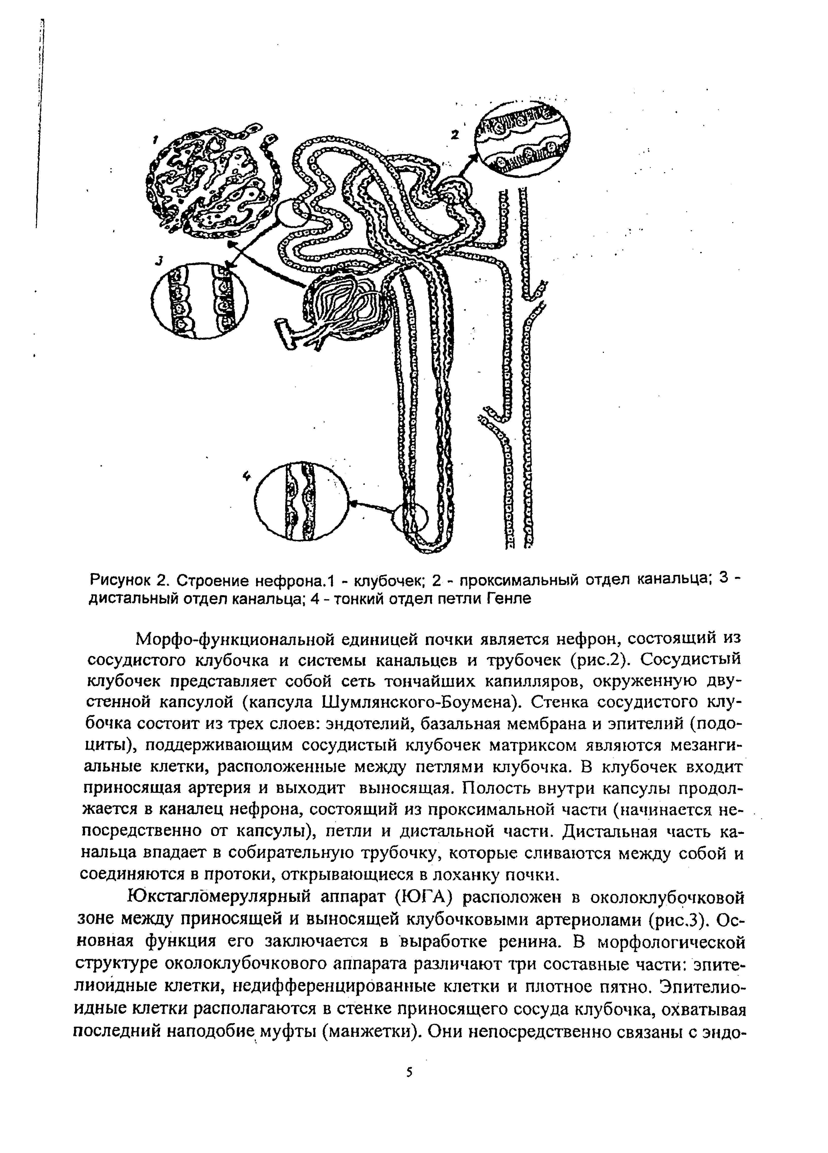 Рисунок 2. Строение нефрона. 1 - клубочек 2 - проксимальный отдел канальца 3 -дистальный отдел канальца 4 - тонкий отдел петли Генле...