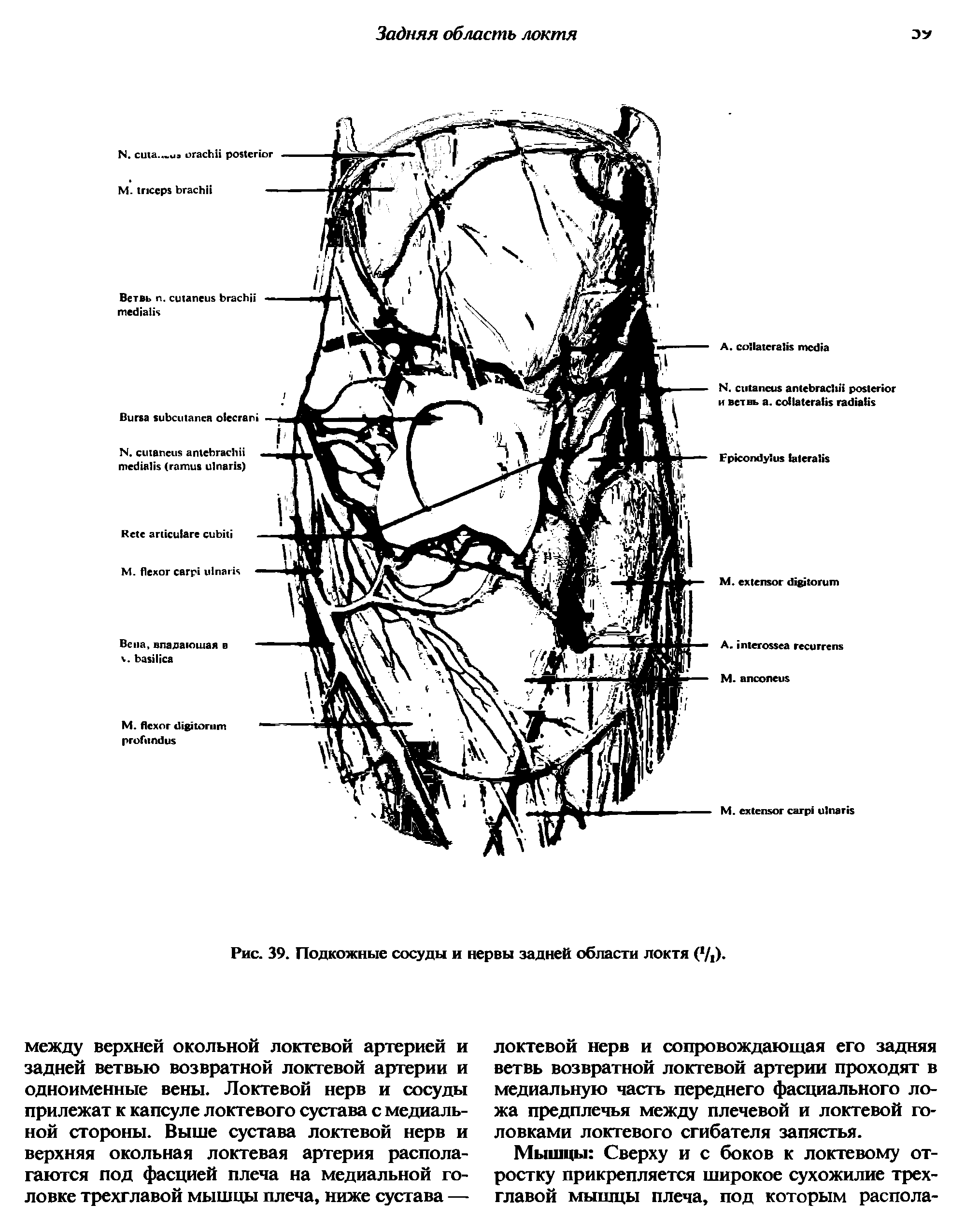 Рис. 39. Подкожные сосуды и нервы задней области локтя ( /1).