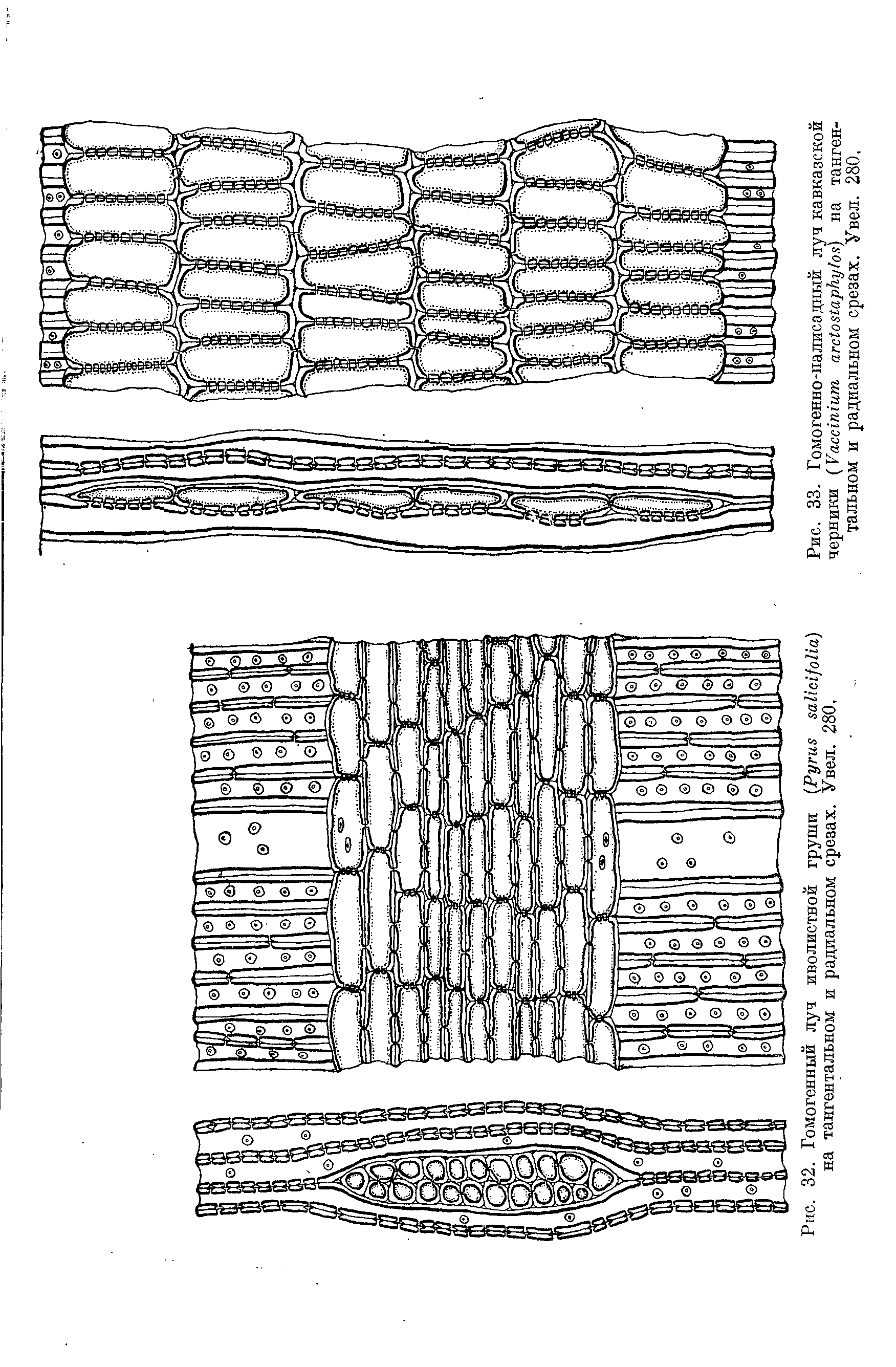Рис. 33. Гомогенно-палисадный луч кавказской черники (V . . агс1о51арЬу/ох) на танген-тальном и радиальном срезах. Увел. 280,...