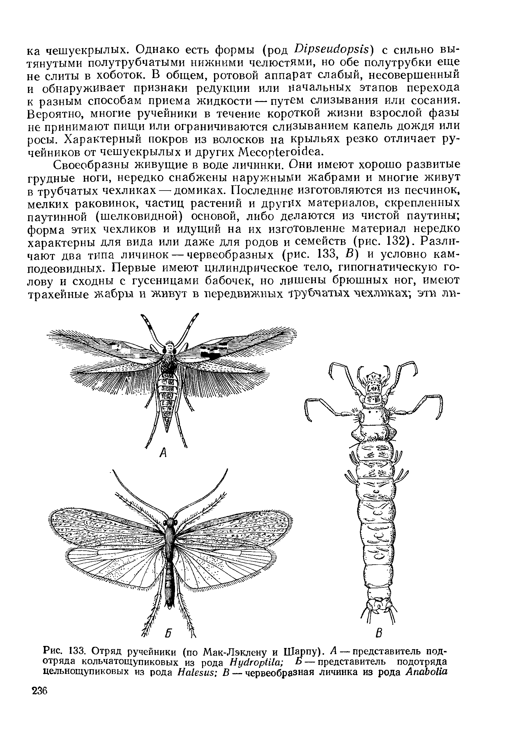 Рис. 133. Отряд ручейники (по Мак-Лэклену и Шарпу). А — представитель подотряда кольчатощупиковых из рода Нус1гор(Иа Б — представитель подотряда цельнощупиковых из рода На1езиз В — червеобразная личинка из рода АпаЬоИа...