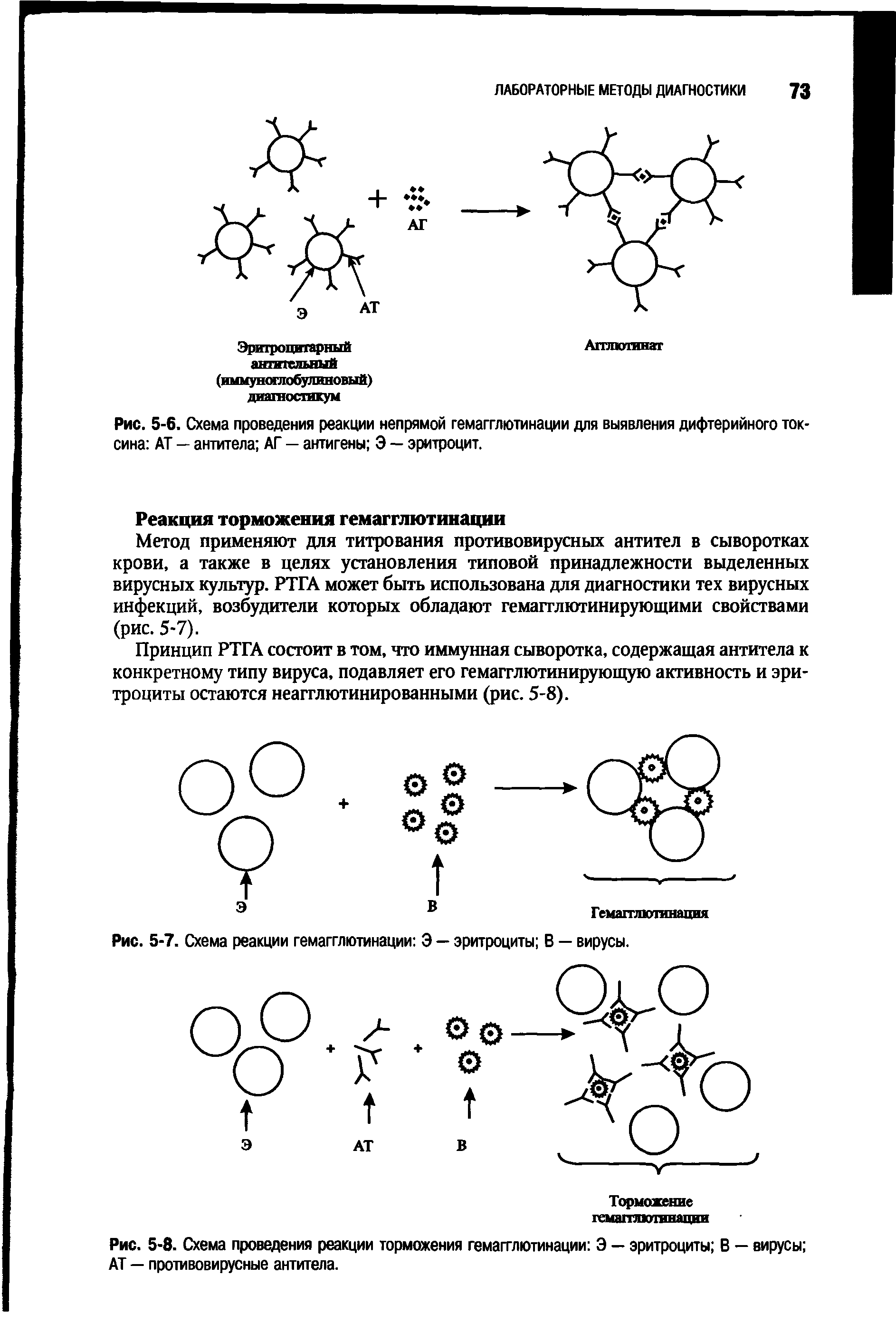Рис. 5-6. Схема проведения реакции непрямой гемагглютинации для выявления дифтерийного токсина АТ — антитела АГ — антигены Э — эритроцит.