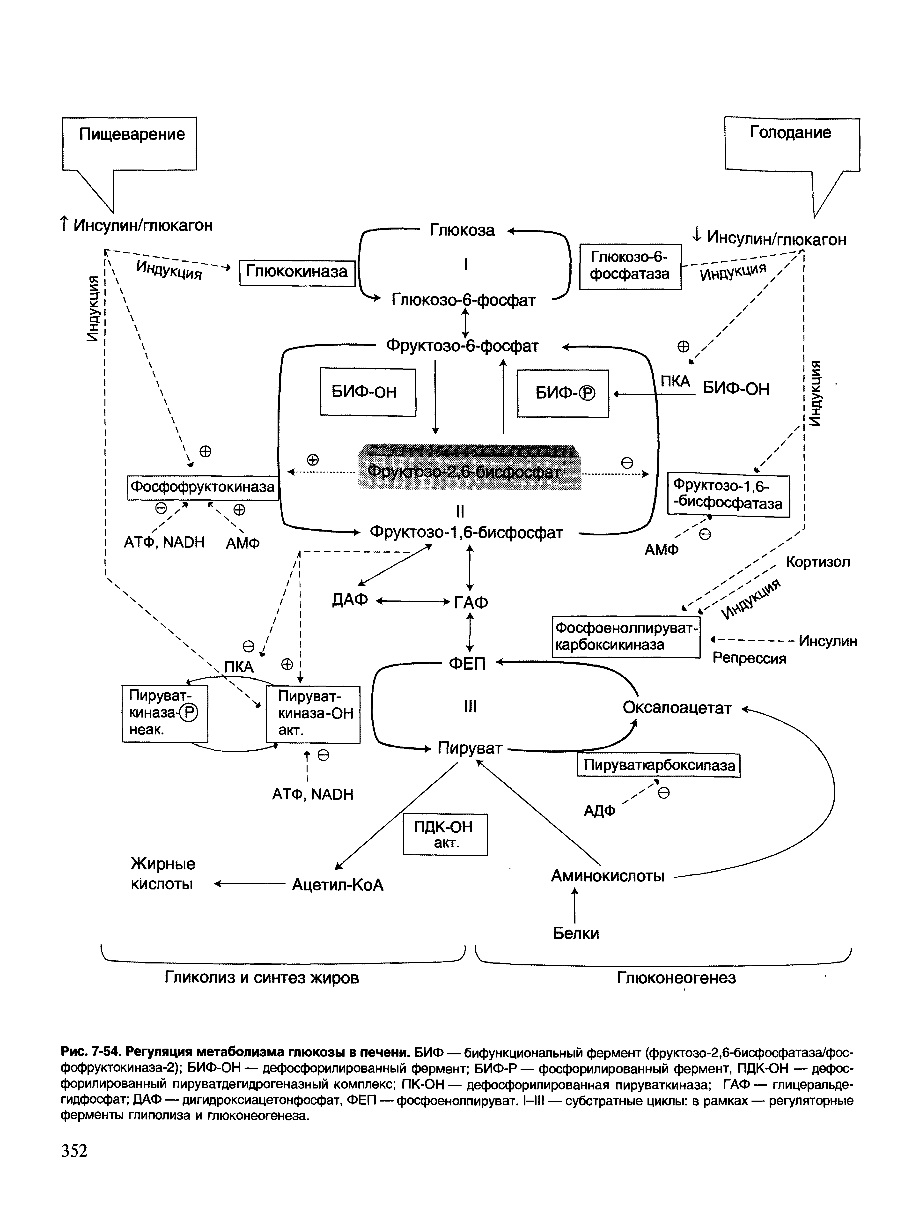 Рис. 7-54. Регуляция метаболизма глюкозы в печени. БИФ — бифункциональный фермент (фруктозо-2,6-бисфосфатаза/фос-фофруктокиназа-2) БИФ-ОН — дефосфорилированный фермент БИФ-Р — фосфорилированный фермент, ПДК-ОН — дефос-форилированный пируватдегидрогеназный комплекс ПК-ОН — дефосфорилированная пируваткиназа ГАФ— глицеральдегидфосфат ДАФ — дигидроксиацетонфосфат, ФЕП — фосфоенолпируват. 1-111 — субстратные циклы в рамках — регуляторные ферменты глиполиза и глюконеогенеза.