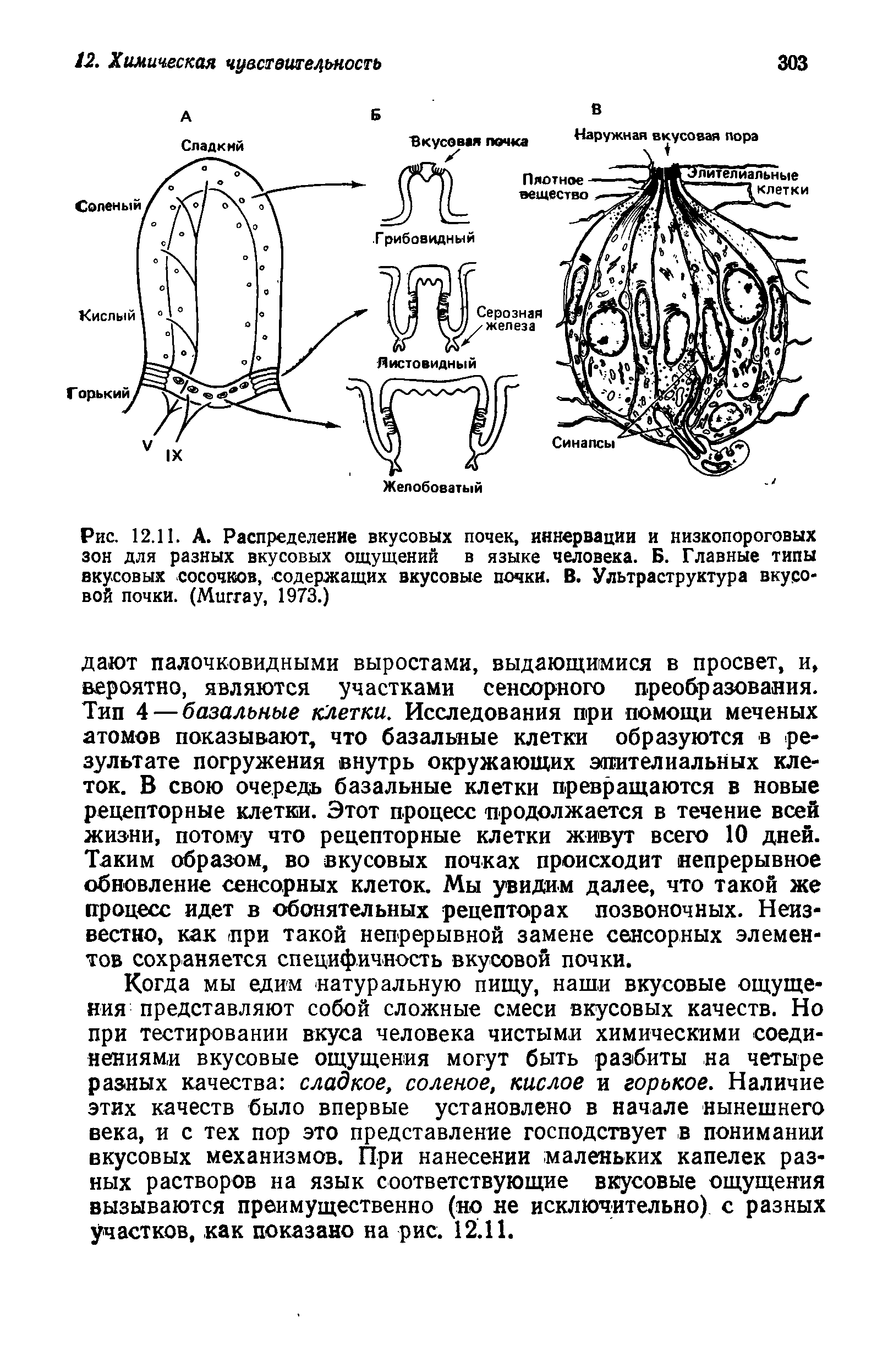 Рис. 12.11. А. Распределение вкусовых почек, иннервации и низкопороговых зон для разных вкусовых ощущений в языке человека. Б. Главные типы вкусовых сосочков, содержащих вкусовые почки. В. Ультраструктура вкусовой почки. (M , 1973.)...