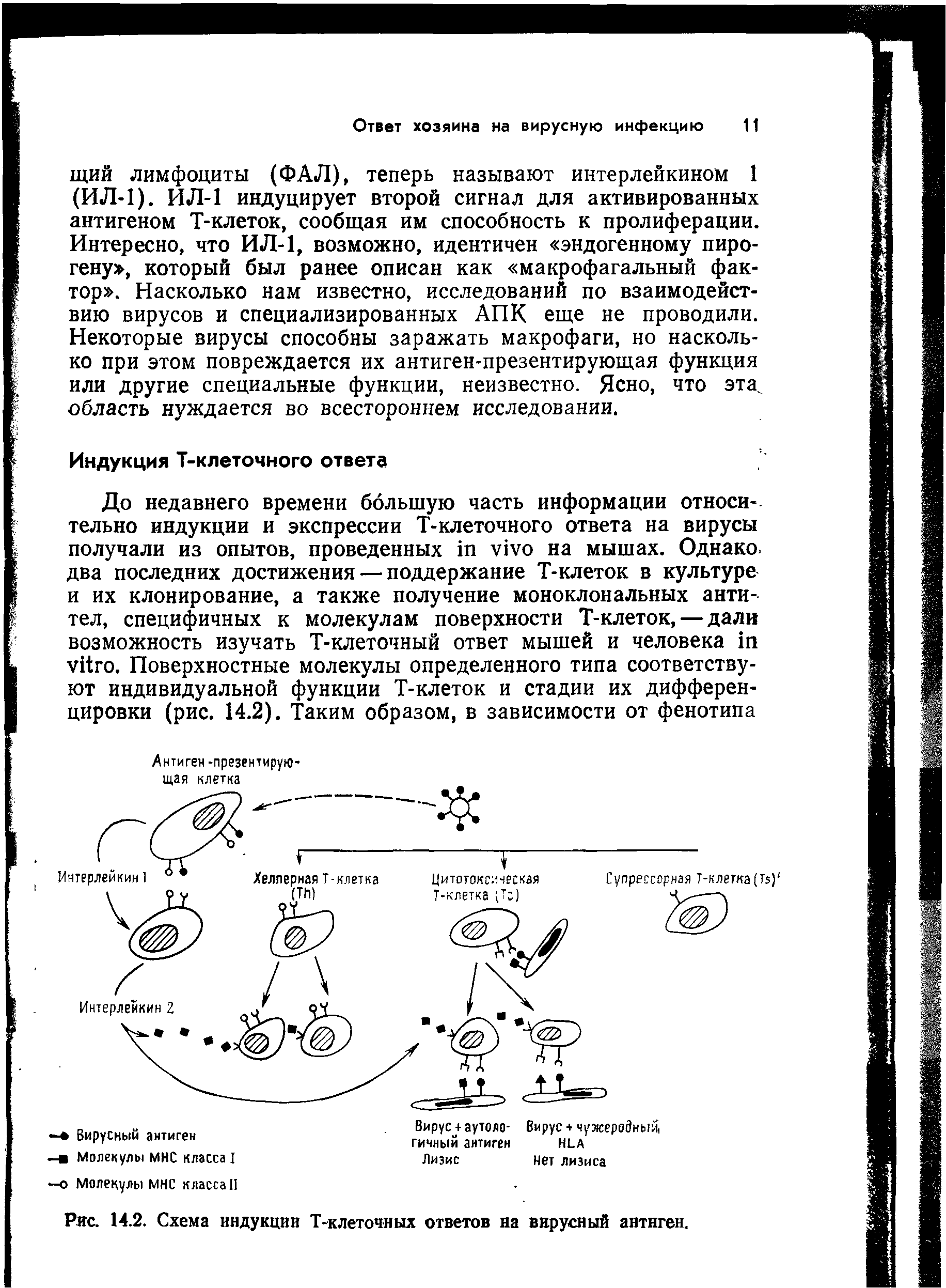 Рис. 14.2. Схема индукции Т-клеточных ответов на вирусный антиген.