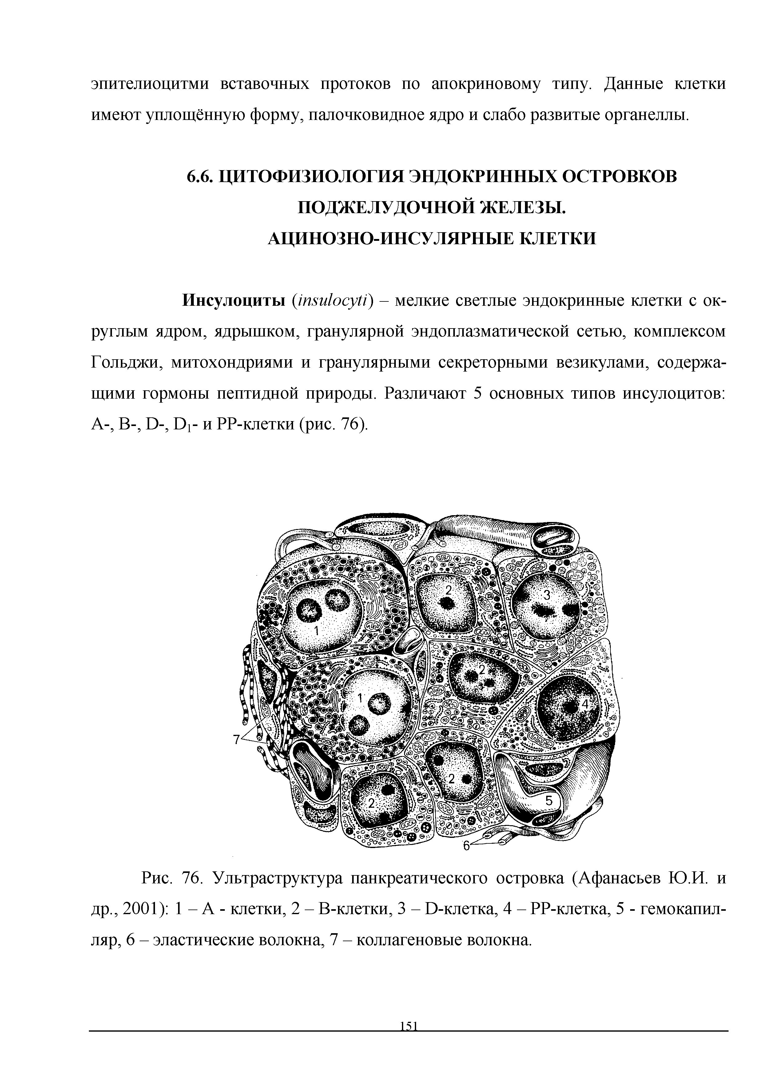 Рис. 76. Ультраструктура панкреатического островка (Афанасьев Ю.И. и др., 2001) 1 - А - клетки, 2 - В-клетки, 3 - 0-клетка, 4 - РР-клетка, 5 - гемокапилляр, 6 - эластические волокна, 7 - коллагеновые волокна.