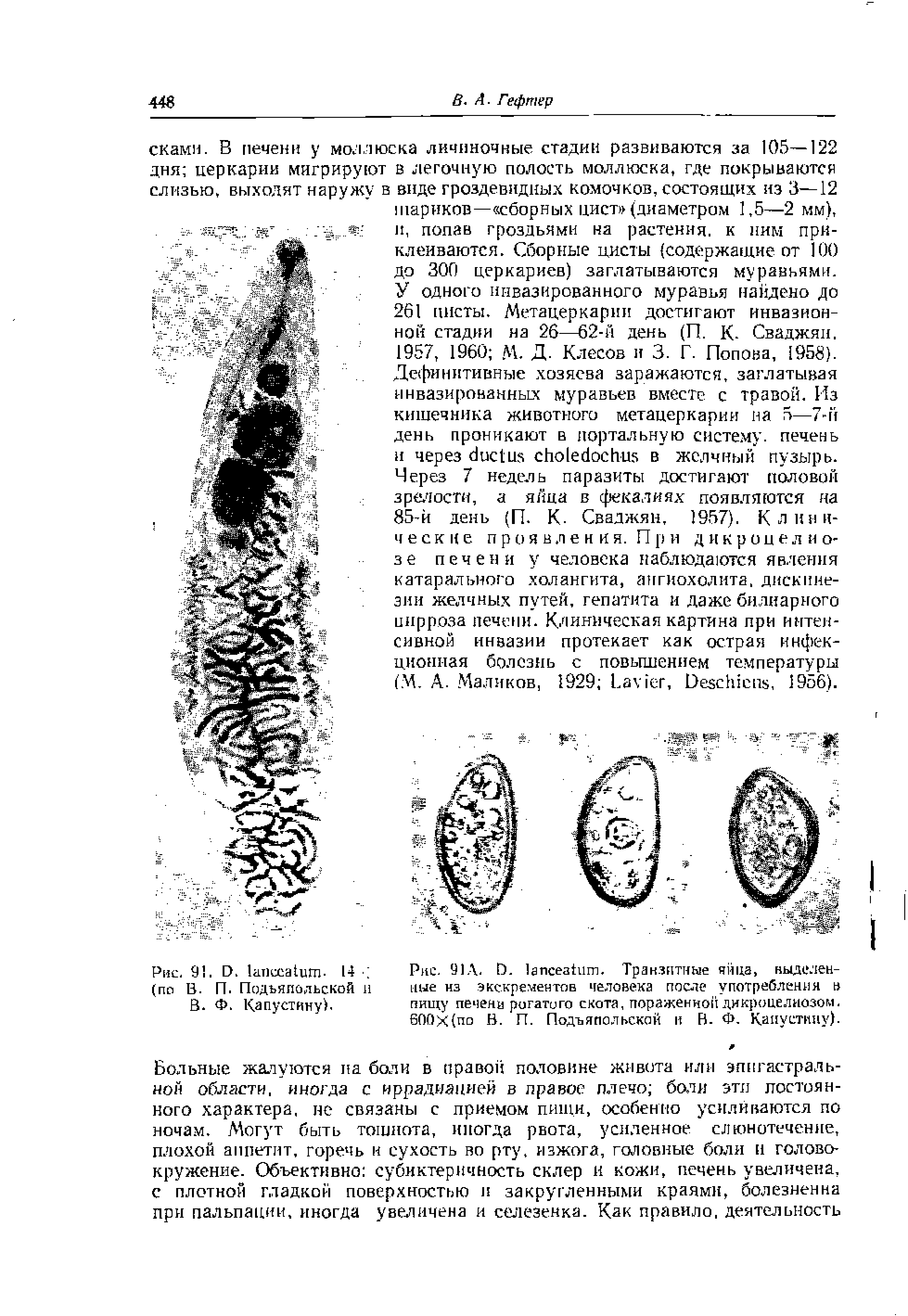 Рис. 91А. В. апсеаЬ1т. Транзитные яйца, выделенные из экскрементов человека после употребления в пищу печени рогатого скота, пораженной дикроцелнозом. 600х(по В. П. Подъяпольской и В. Ф. Капустину).