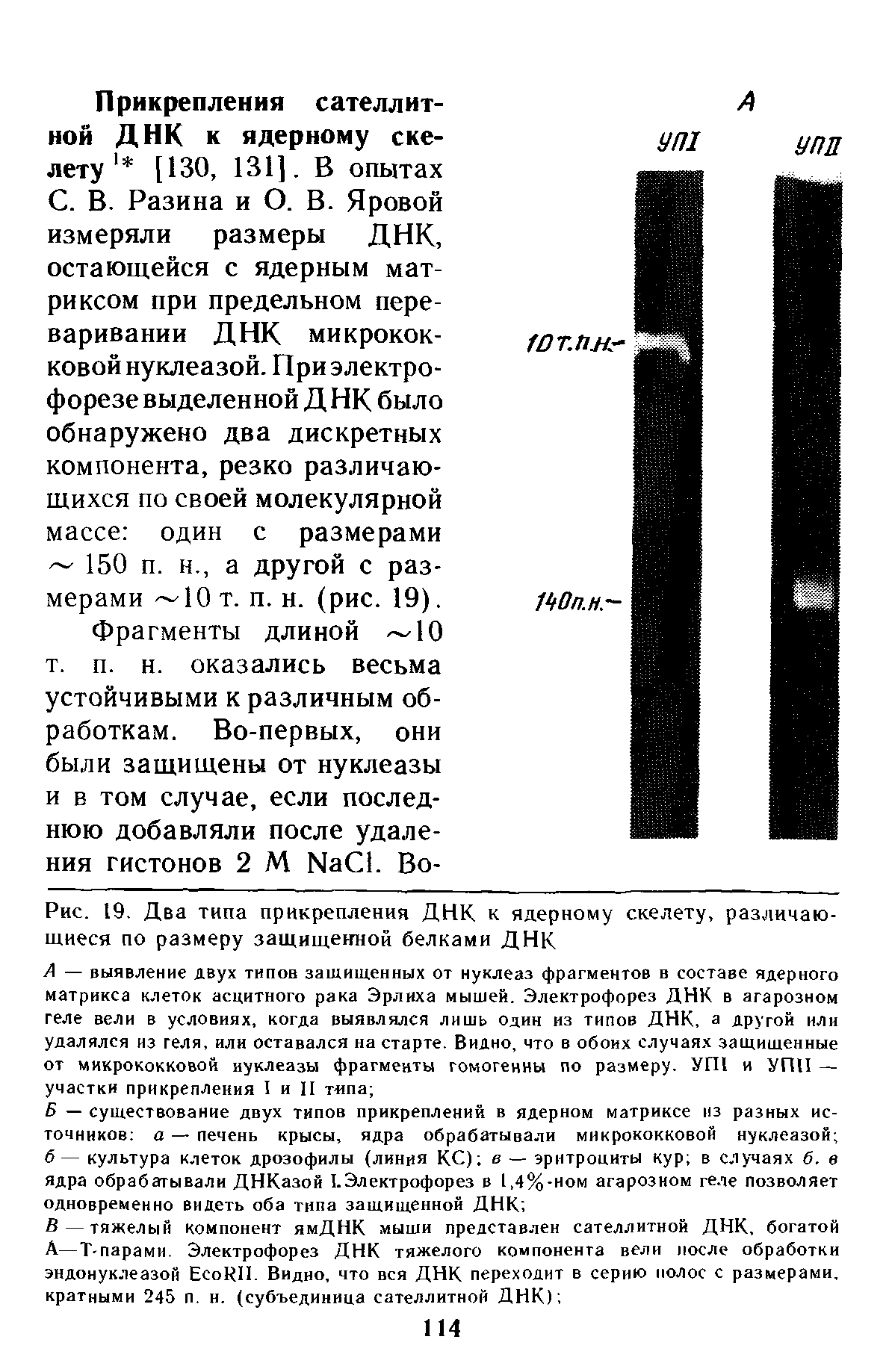 Рис. 19. Два типа прикрепления ДНК к ядерному скелету, различающиеся по размеру защищенной белками ДНК...