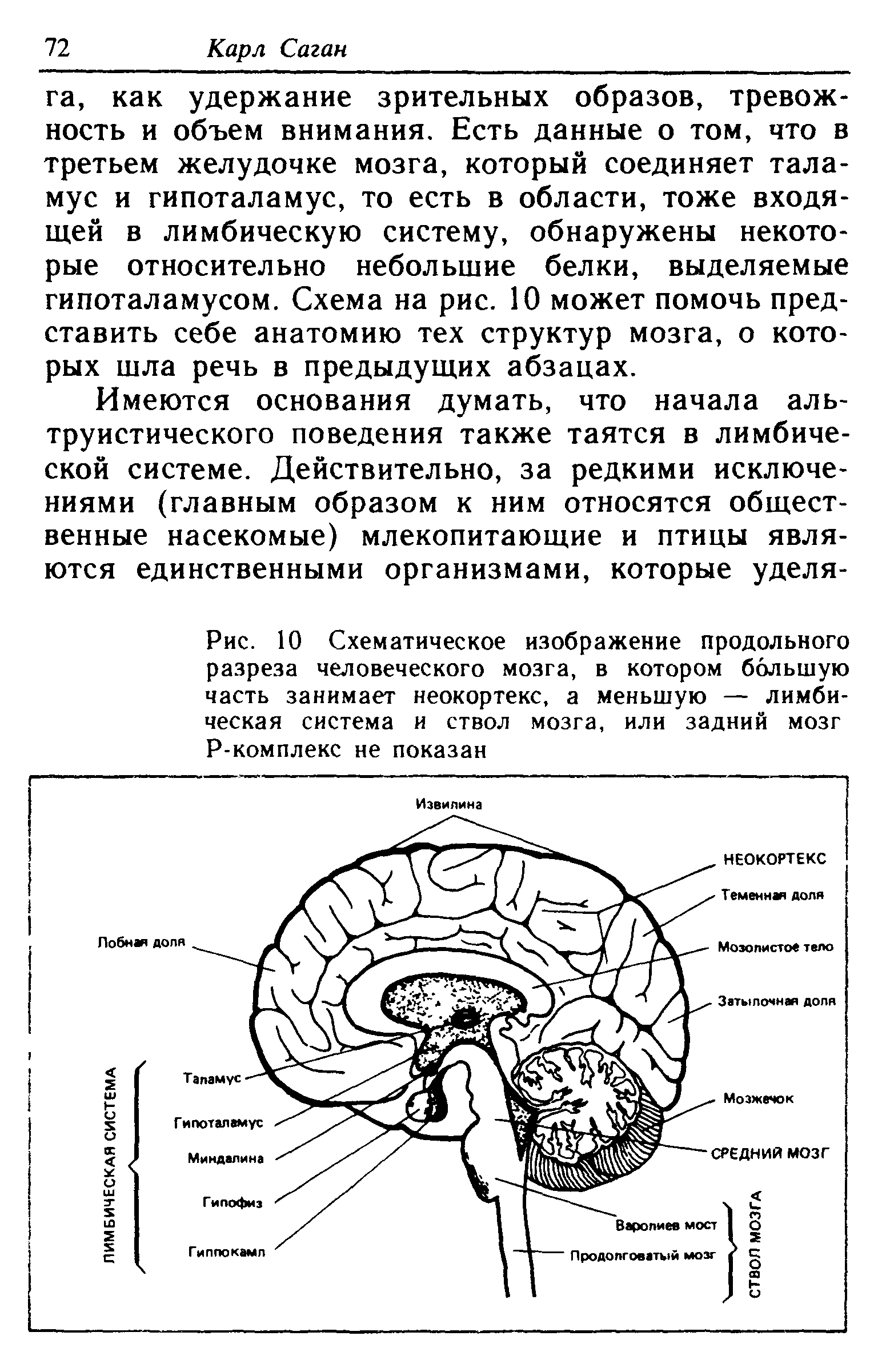 Рис. 10 Схематическое изображение продольного разреза человеческого мозга, в котором большую часть занимает неокортекс, а меньшую — лимбическая система и ствол мозга, или задний мозг Р-комплекс не показан...