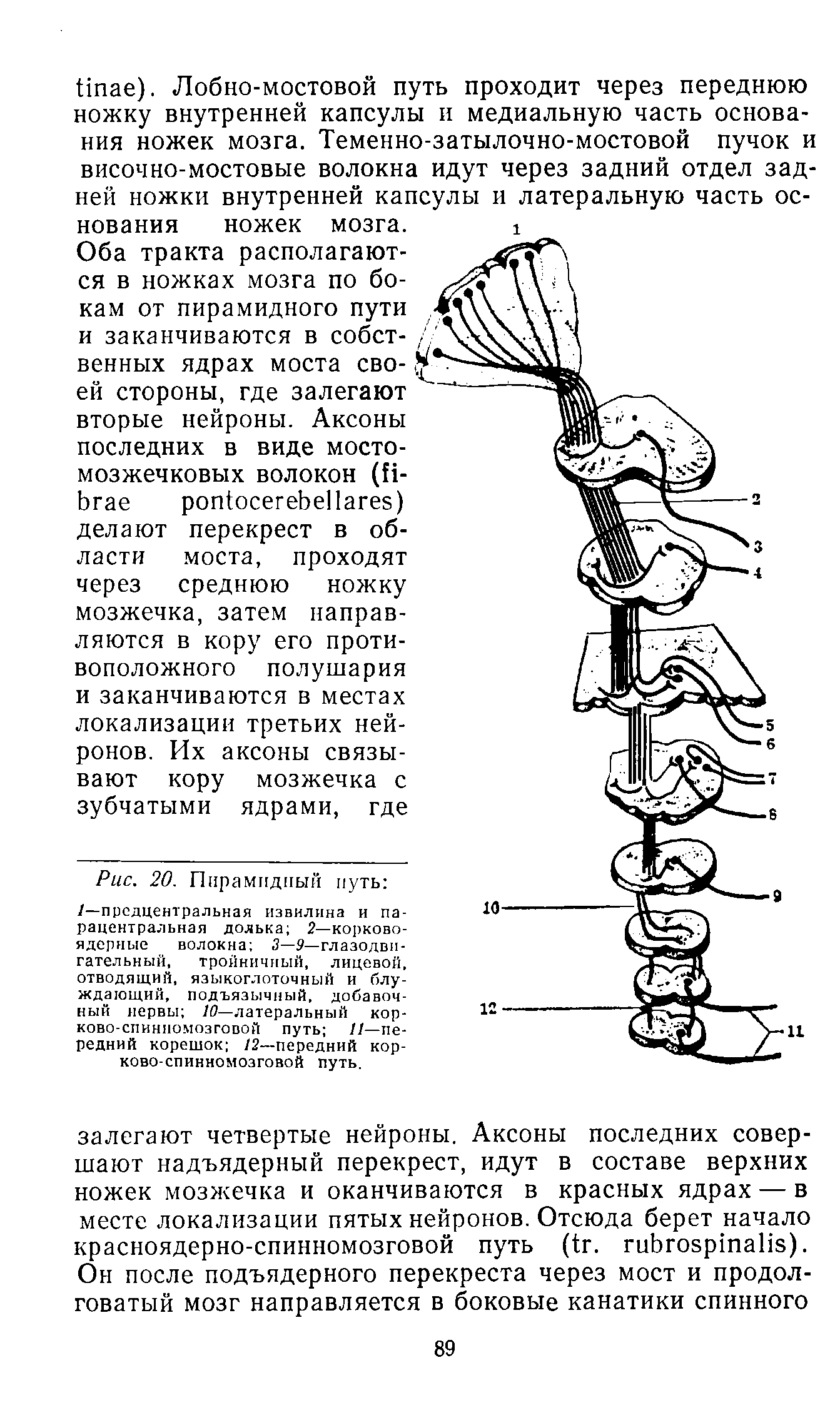 Рис. 20. Пирамидный путь /—предцентральная извилина и парацентральная долька 2— корковоядерные волокна 3—9— глазодвигательный, тройничный, лицевой, отводящий, языкоглоточный и блуждающий, подъязычный, добавочный нервы 10—латеральный корково-спинномозговой путь //—передний корешок /2—передний корково-спинномозговой путь.