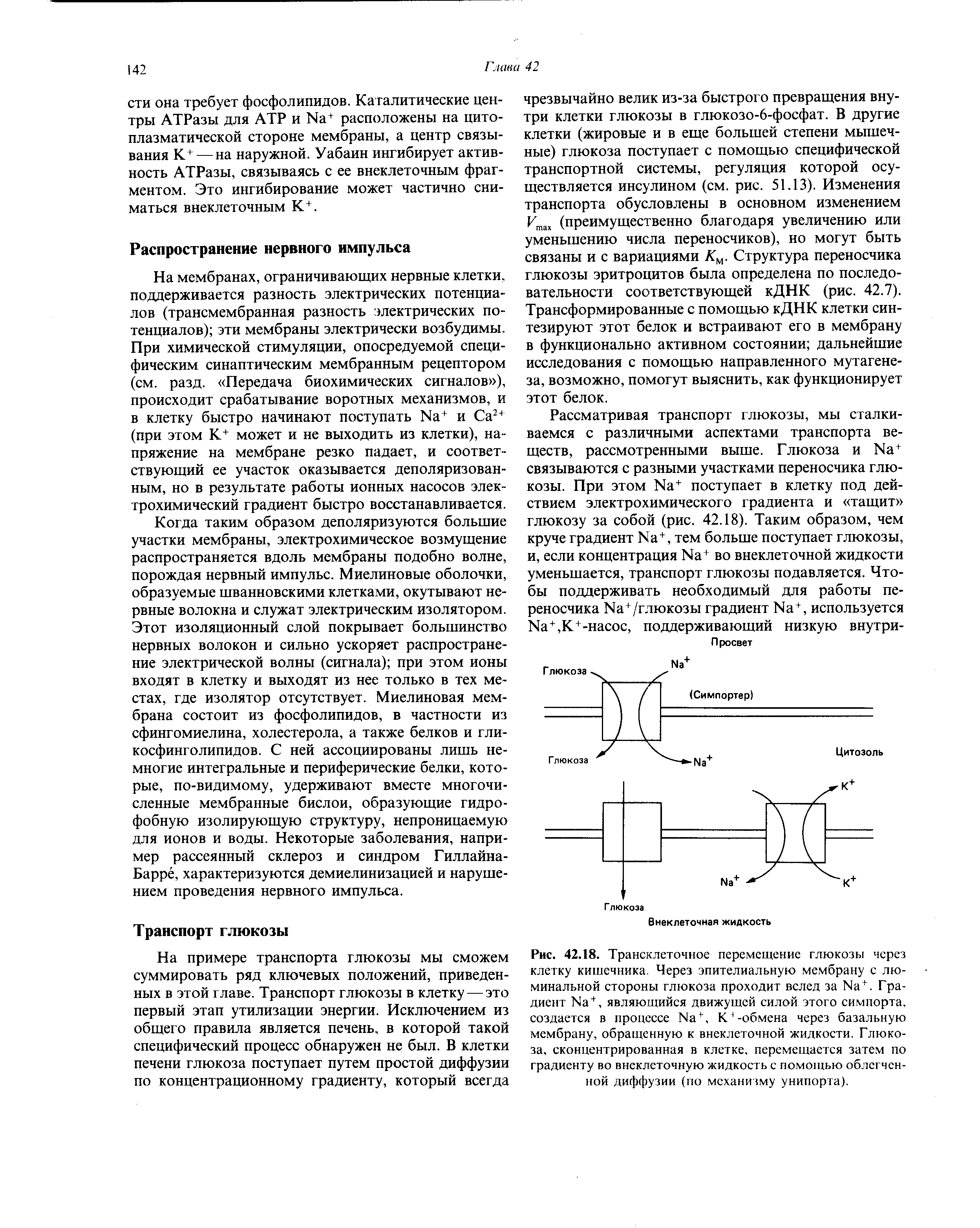 Рис. 42.18. Трансклеточное перемещение глюкозы через клетку кишечника. Через эпителиальную мембрану с люминальной стороны глюкоза проходит вслед за № . Градиент №+, являющийся движущей силой этого симпорта, создается в процессе К1-обмена через базальную...