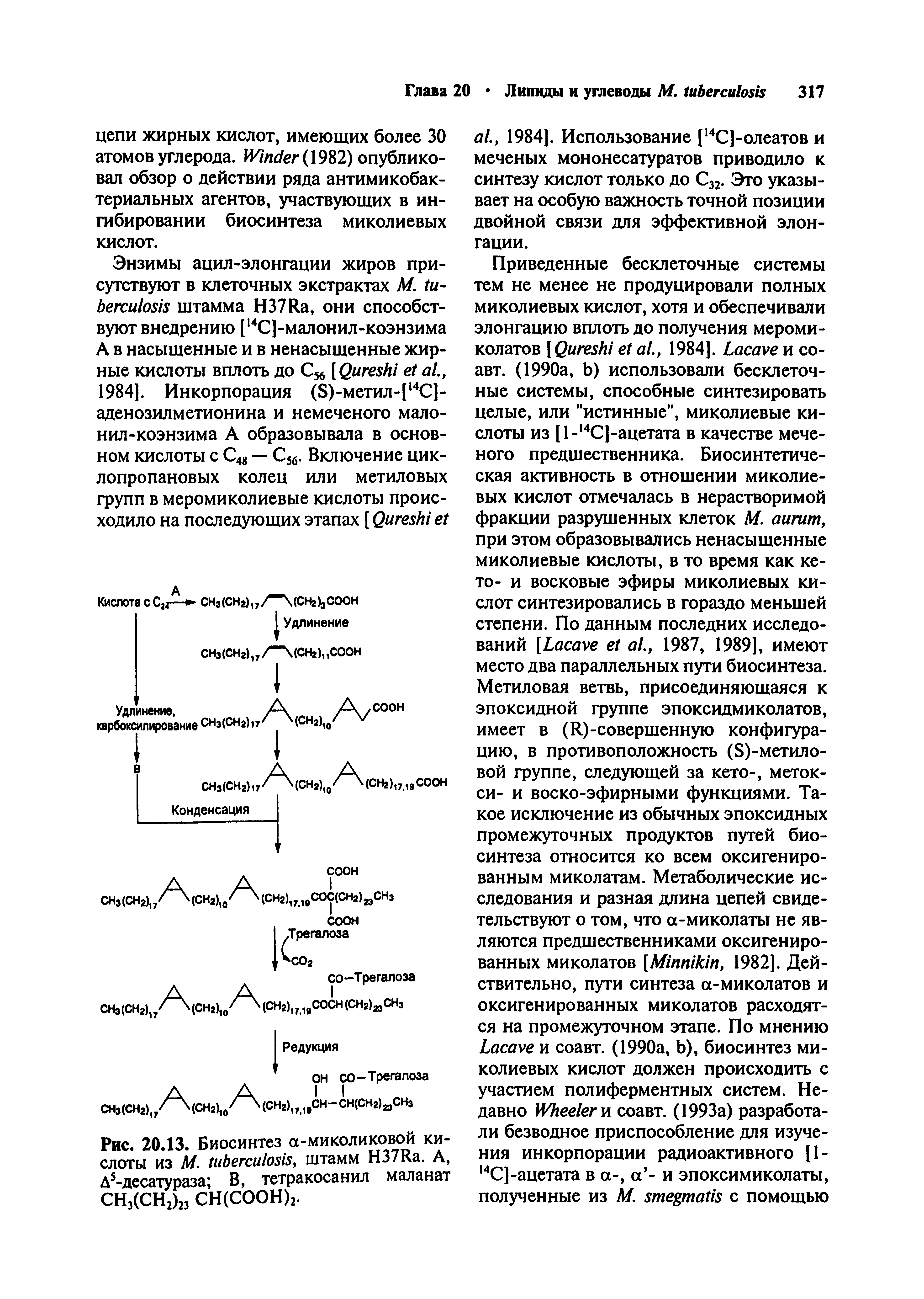 Рис. 20.13. Биосинтез а-миколиковой кислоты из М. , штамм Н37ка. А, А5-десатураза, В, тетракосанил маланат СН3(СН2)23 СН(СООН)2.