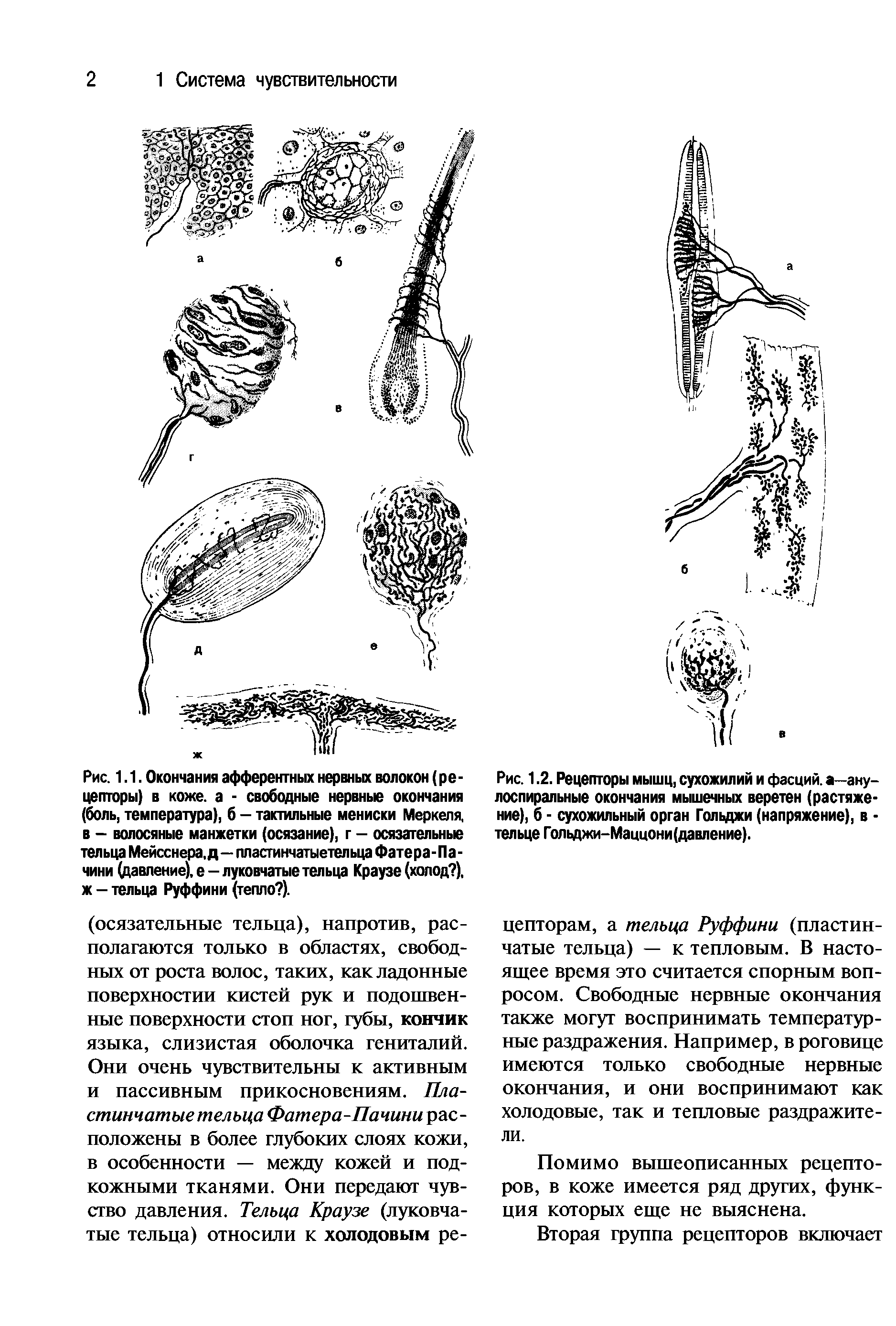 Рис. 1.2. Рецепторы мышц, сухожилий и фасций, а—ану-лоспиральные окончания мышечных веретен (растяжение), б - сухожильный орган Голвджи (напряжение), в -тельце Гольджи-Маццони(давление).