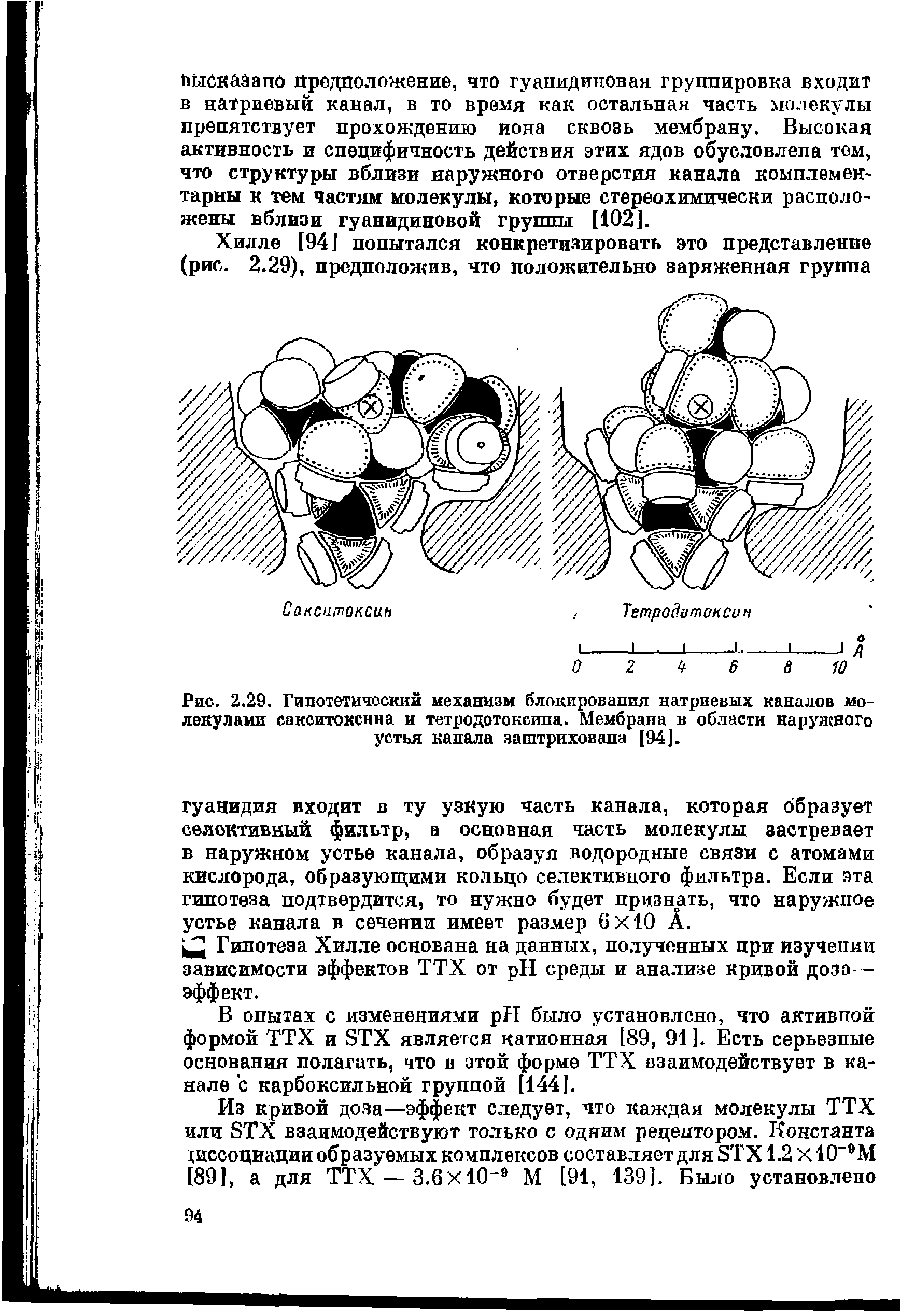 Рис. 2.29. Гипотетический механизм блокирования натриевых каналов молекулами сакситоксина и тетродотоксина. Мембрана в области наружного устья канала заштрихована [94].