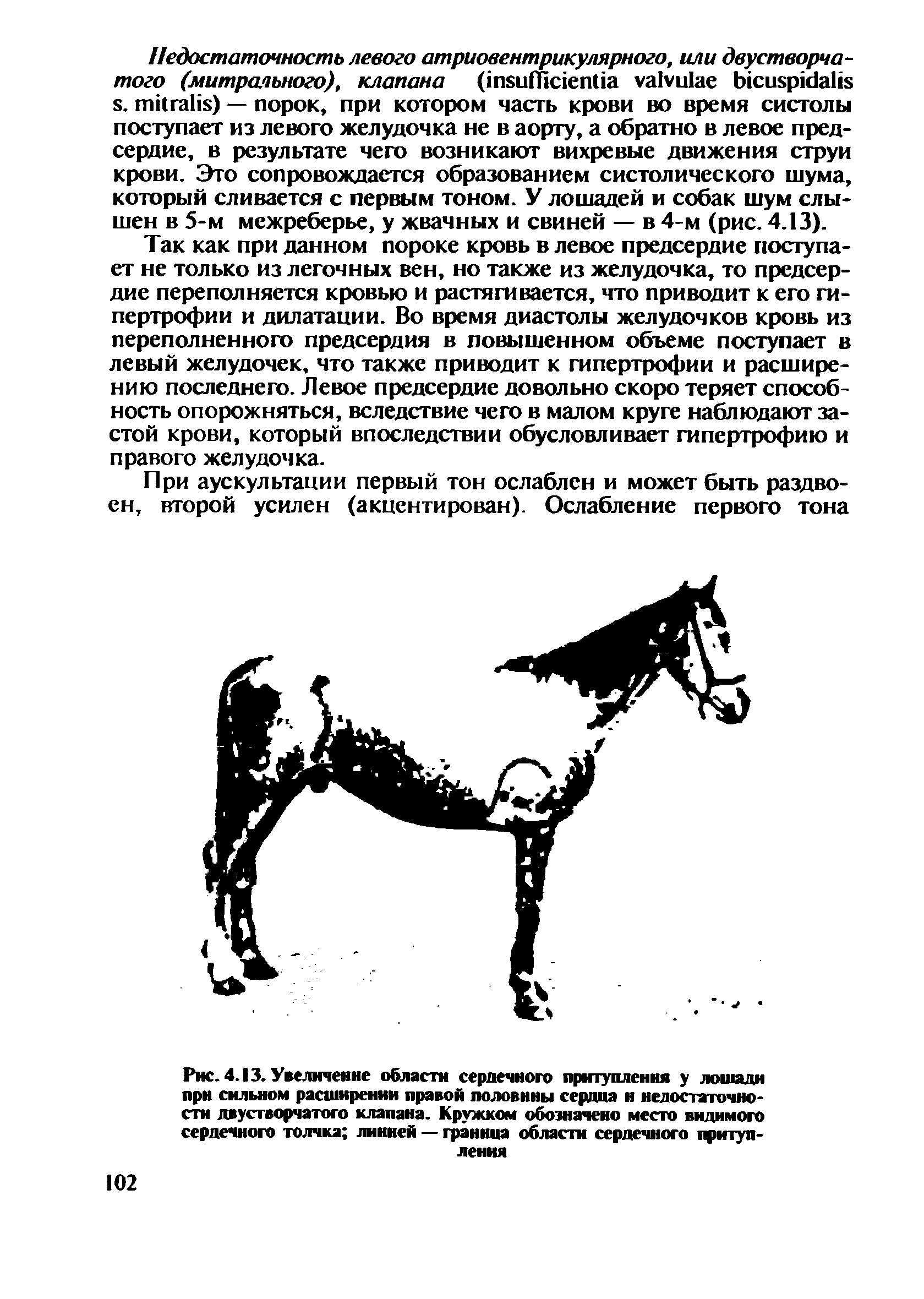 Рис. 4.13. Увеличение области сердечного притупления у лошади при сильном расширении правой половины сердца н недостаточности двустворчатого клапана. Кружком обозначено место видимого сердечного толчка линией — граница области сердечного притупления...