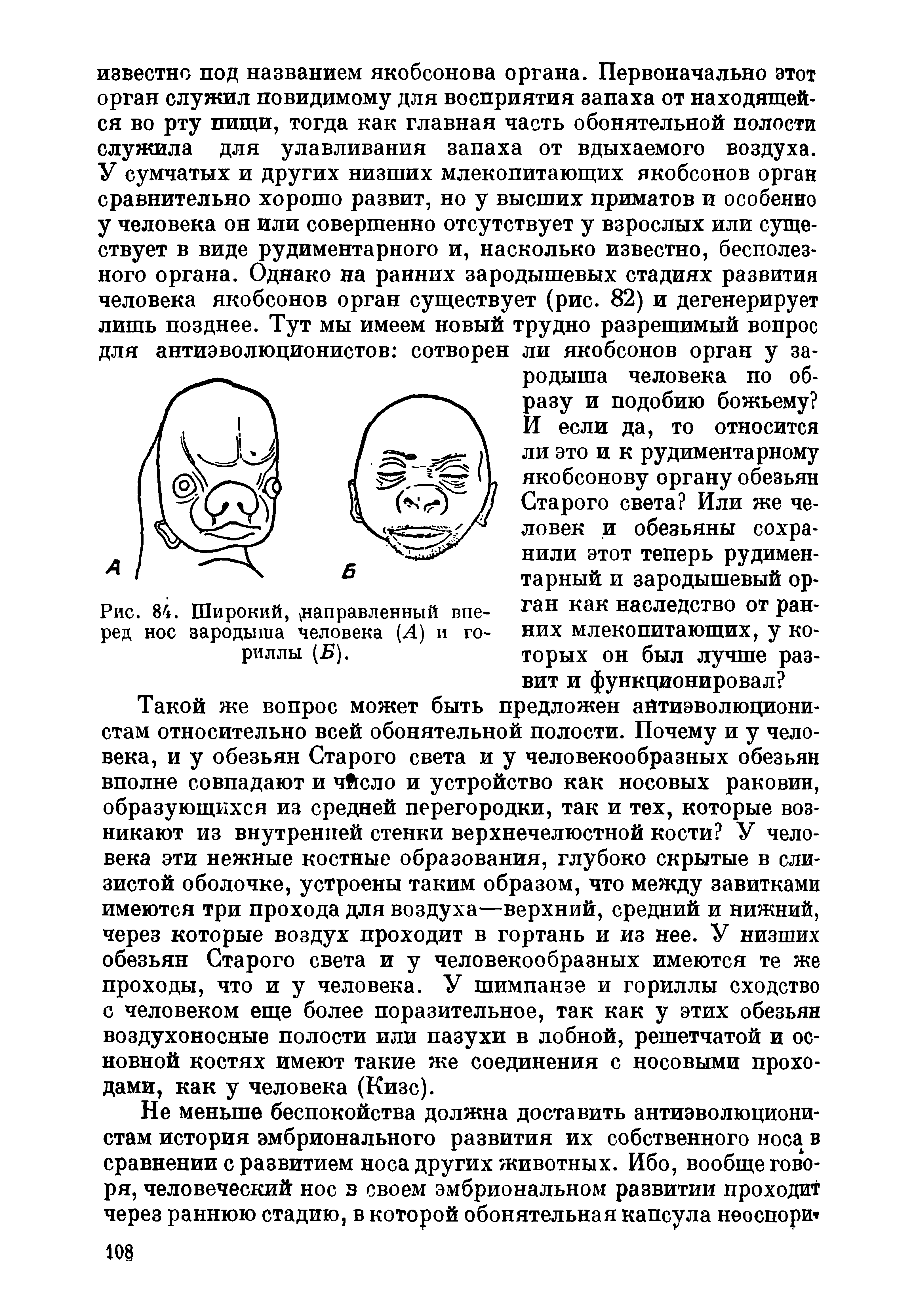 Рис. 84. Широкий, направленный вперед нос зародыша человека (Л) и гориллы (Б).