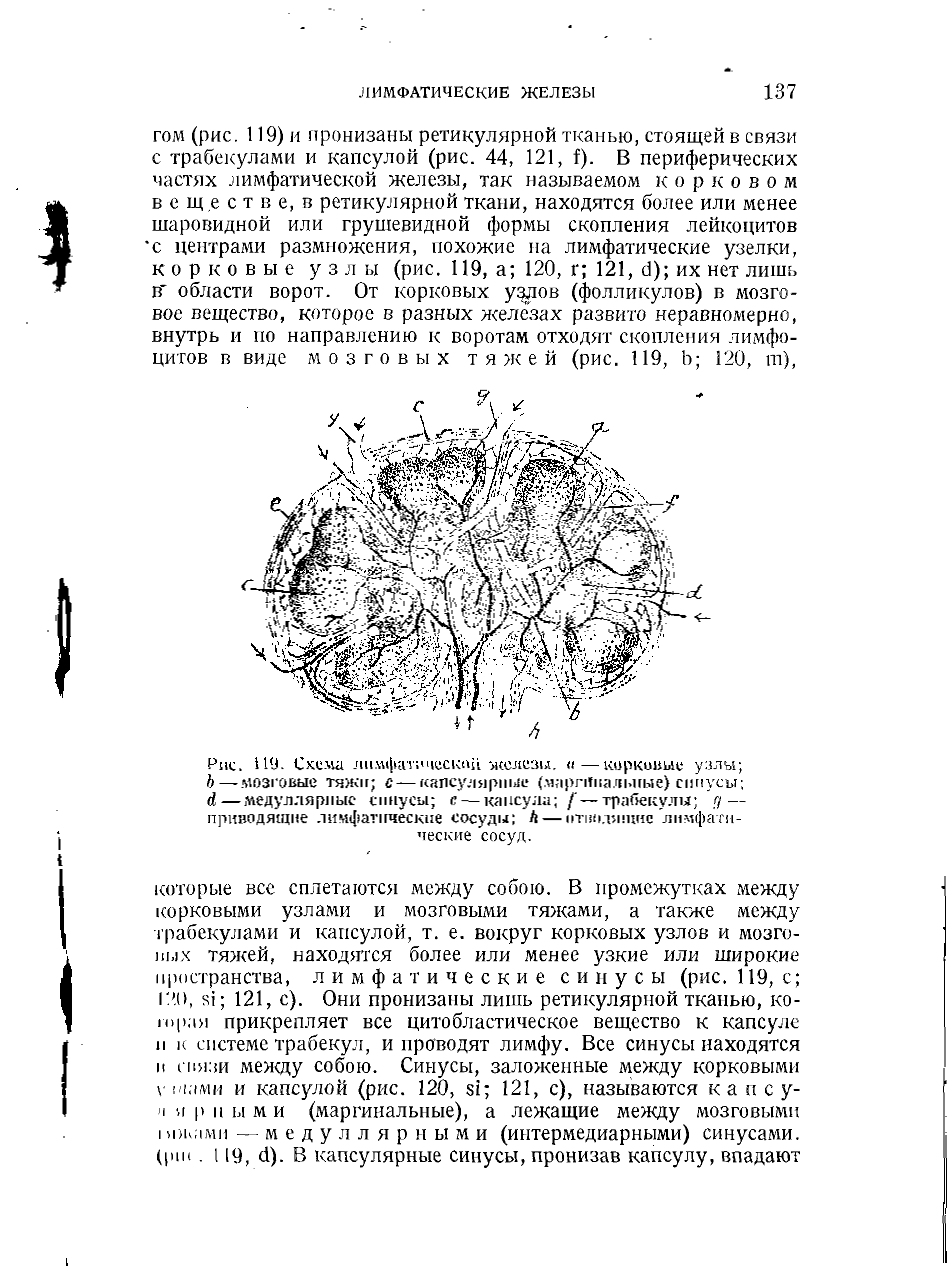 Рис. 119. Схема лимфатической железы. —корковые узлы Ъ мозговые тяжи с —капсулярные (маргинальные) синусы —медуллярные синусы с — капсула / — трабекулы д— приводящие лимфатические сосуды Л — отвн.иппнс лимфатические сосуд.