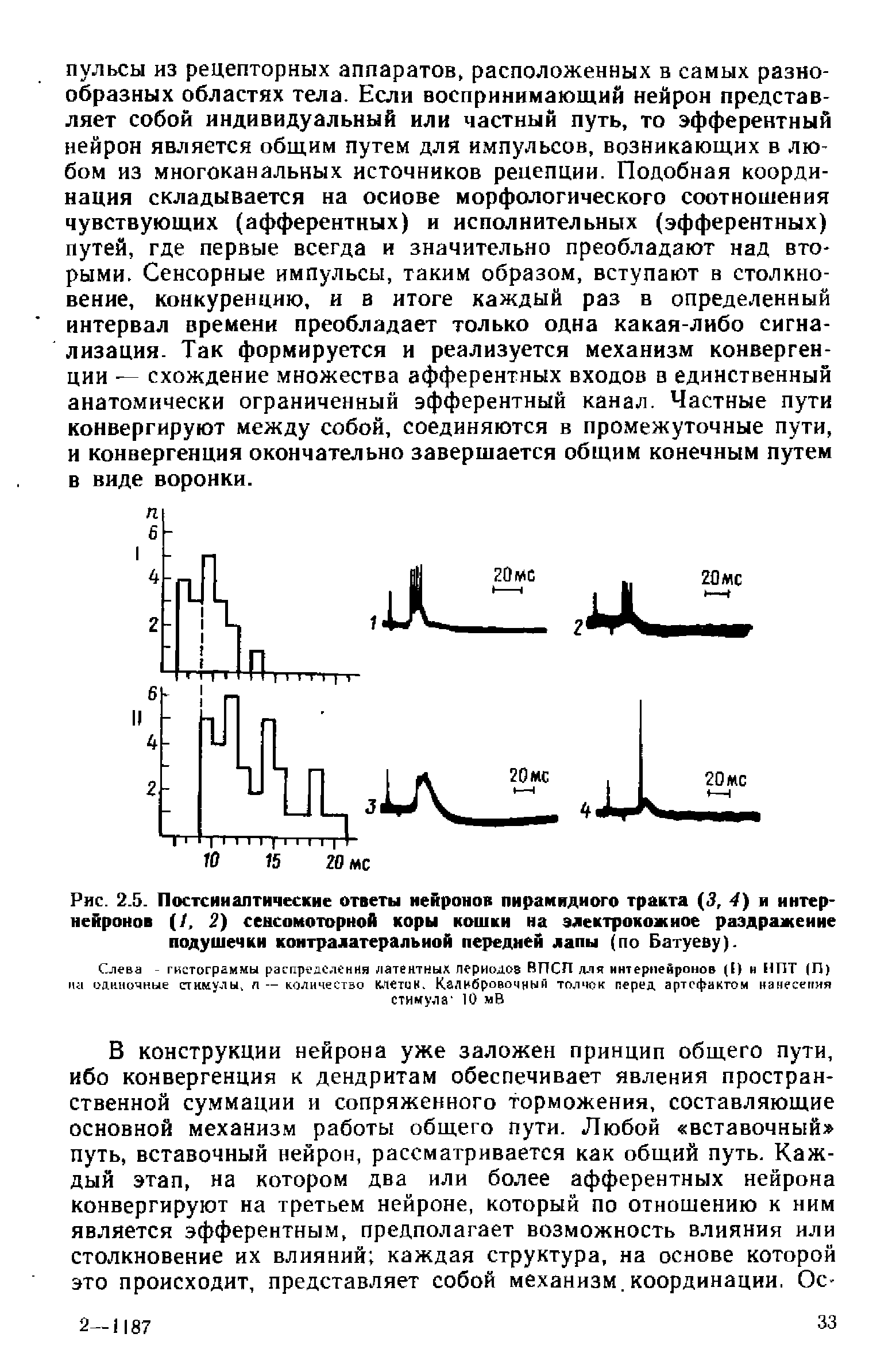 Рис. 2.5. Постсииалтнческне ответы нейронов пирамидного тракта (3, 4) и интернейронов (/, 2) сенсомоторной коры кошки на электрокож ное раздражение подушечки контралатеральной передней лапы (по Батуеву).