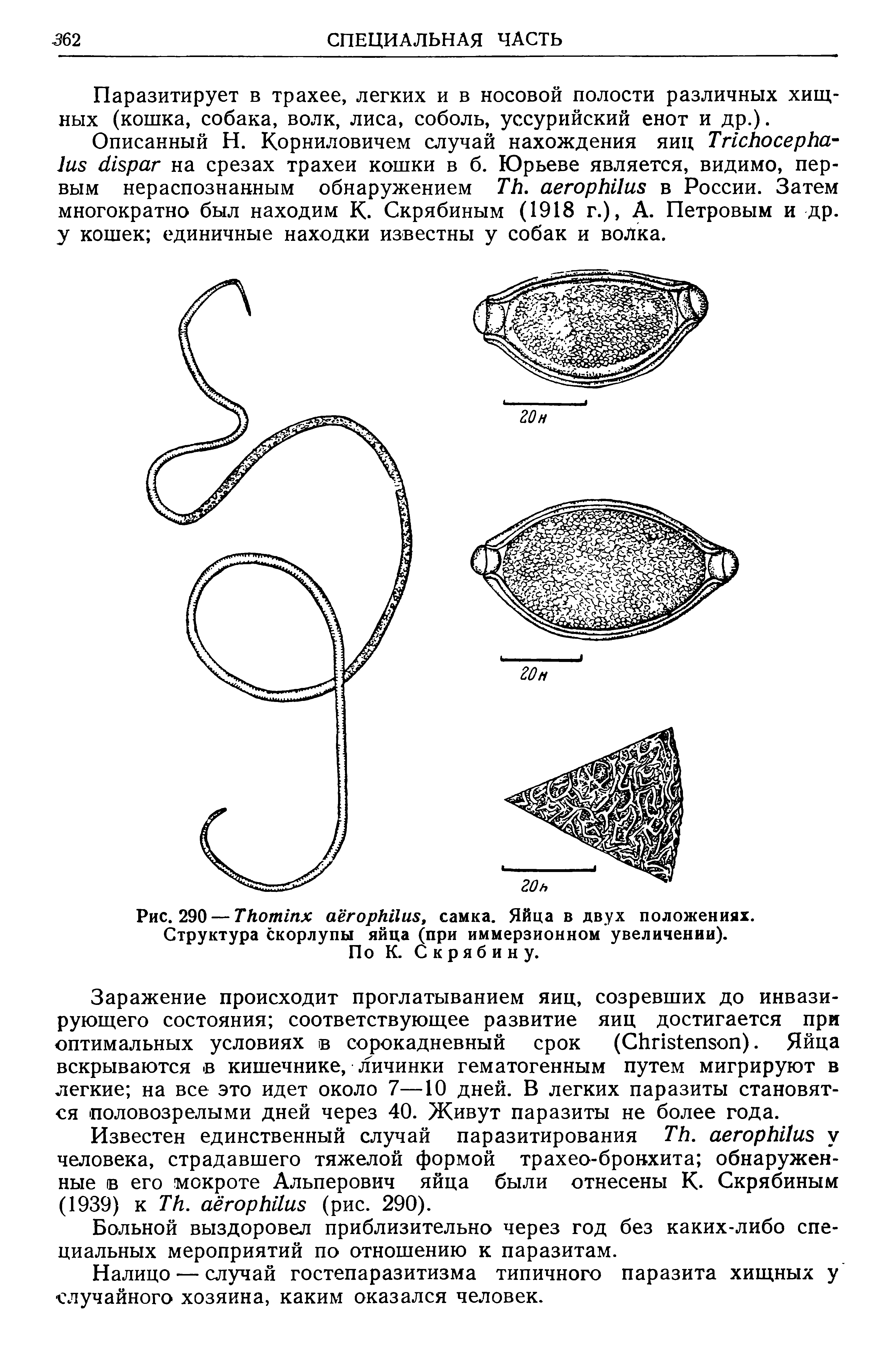 Рис. 290 — Ткоттх аёгоркИиз, самка. Яйца в двух положениях. Структура скорлупы яйца (при иммерзионном увеличении). По К. Скрябину.