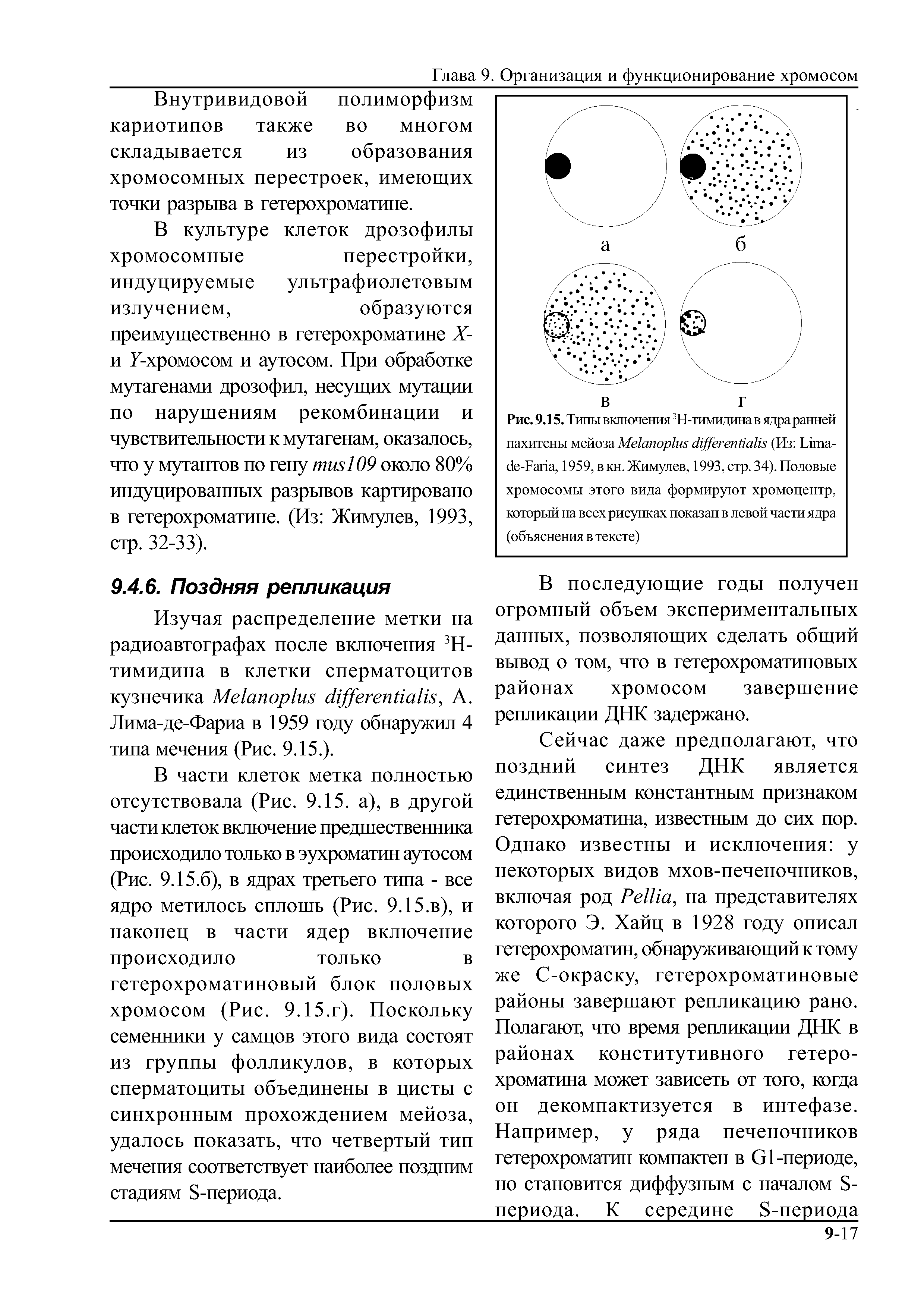 Рис. 9.15. Типы включения 3Н-тимидина в ядра ранней пахитены мейоза Мекторки ск[(егепкак (Из Ьппа-бс-Гапа. 1959, в кн. Жимулев, 1993, стр. 34). Половые хромосомы этого вида формируют хромоцентр, который на всех рисунках показан в левой части ядра (объяснения в тексте)...