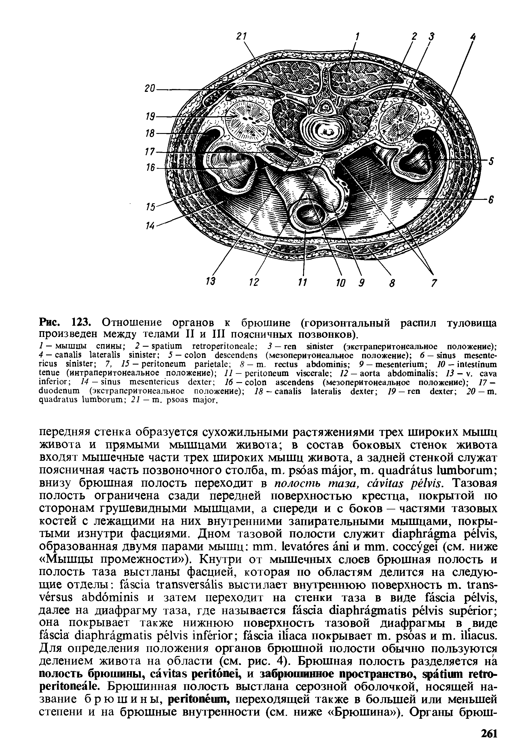 Рис. 123. Отношение органов к брюшине (горизонтальный распил туловища произведен между телами II и III поясничных позвонков).