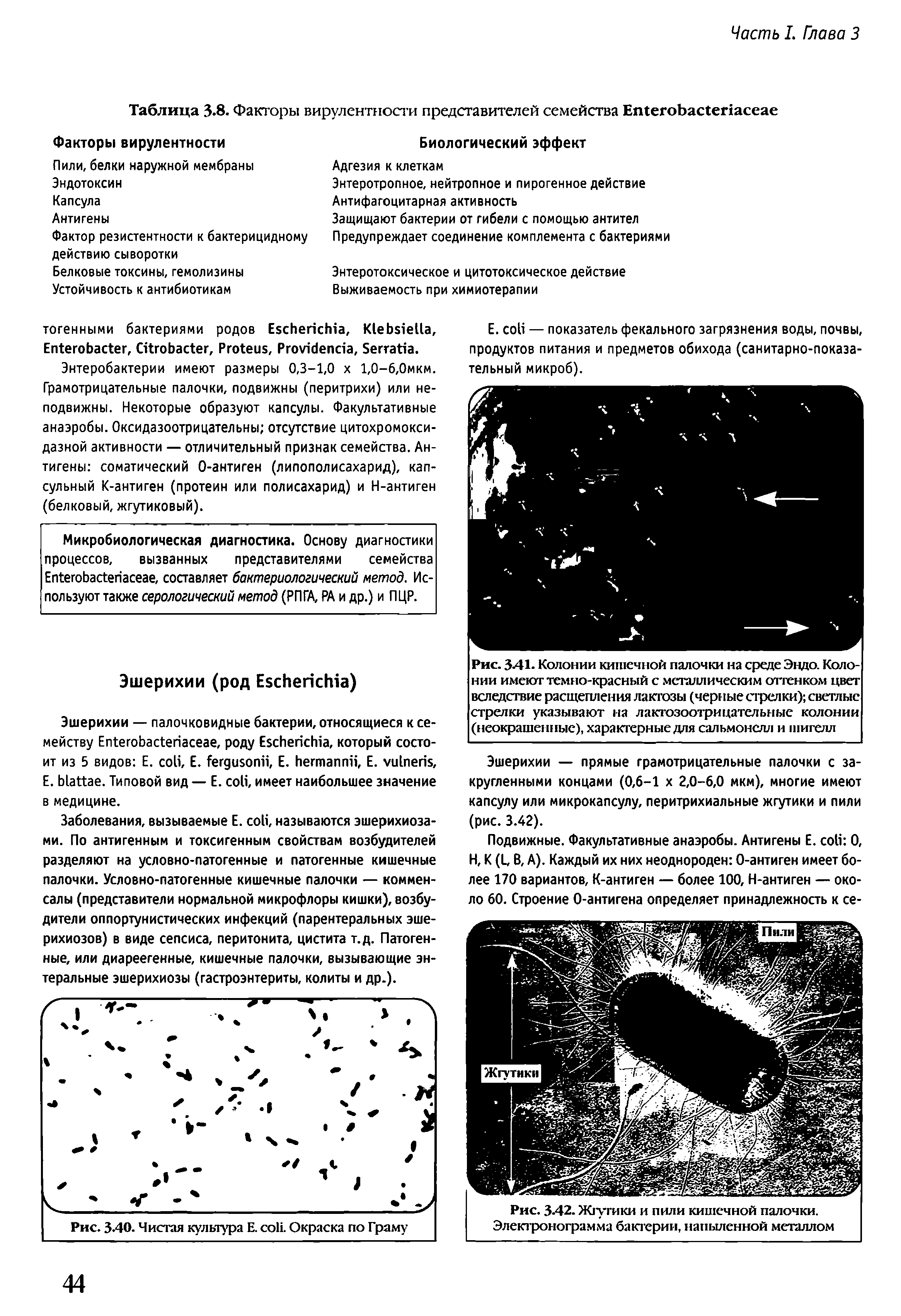 Рис. 3-42. Жгугики и пили кишечной палочки. Электронограмма бактерии, напыленной металлом...